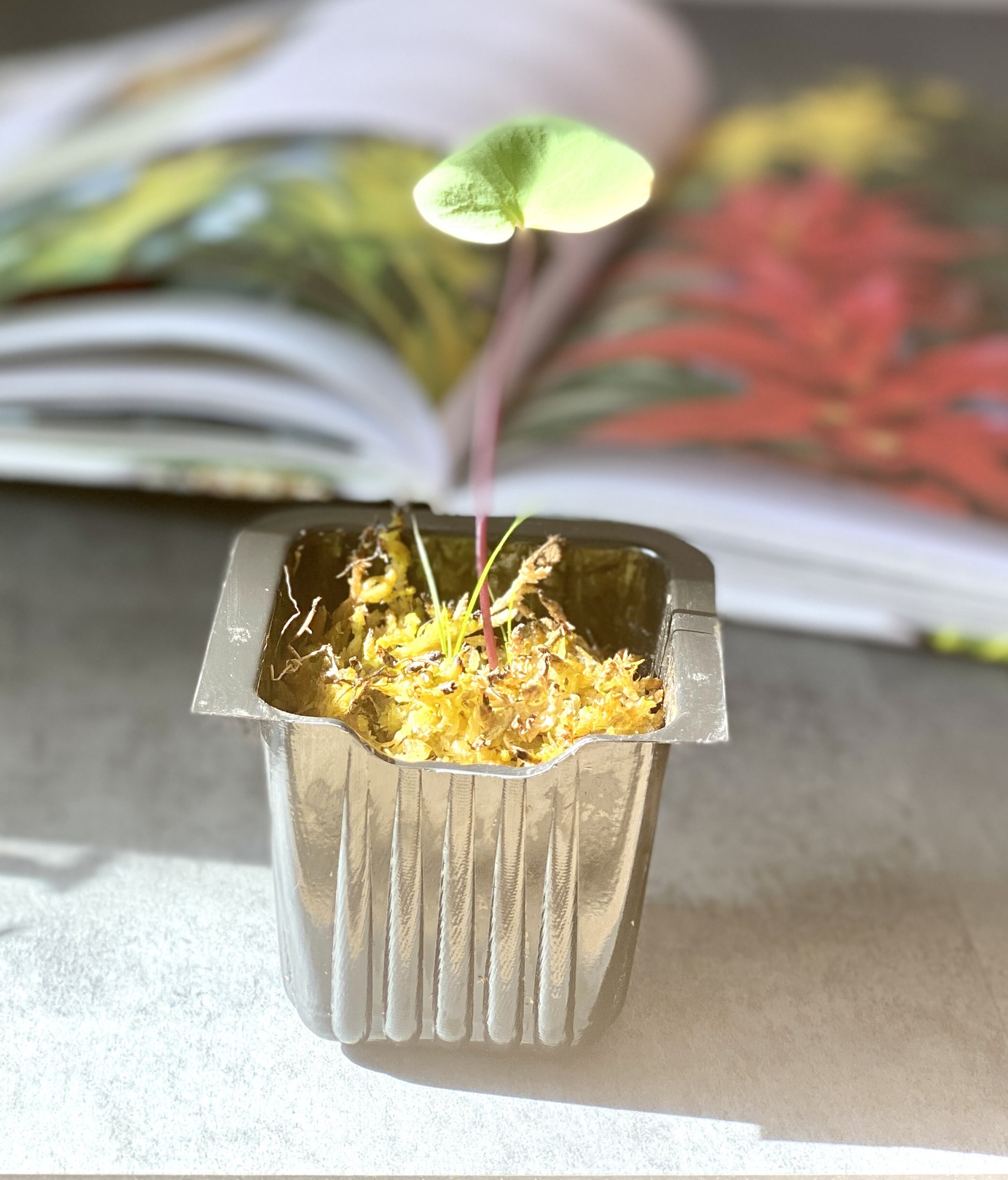 Пузырчатка почковидная (Utricularia reniformis)