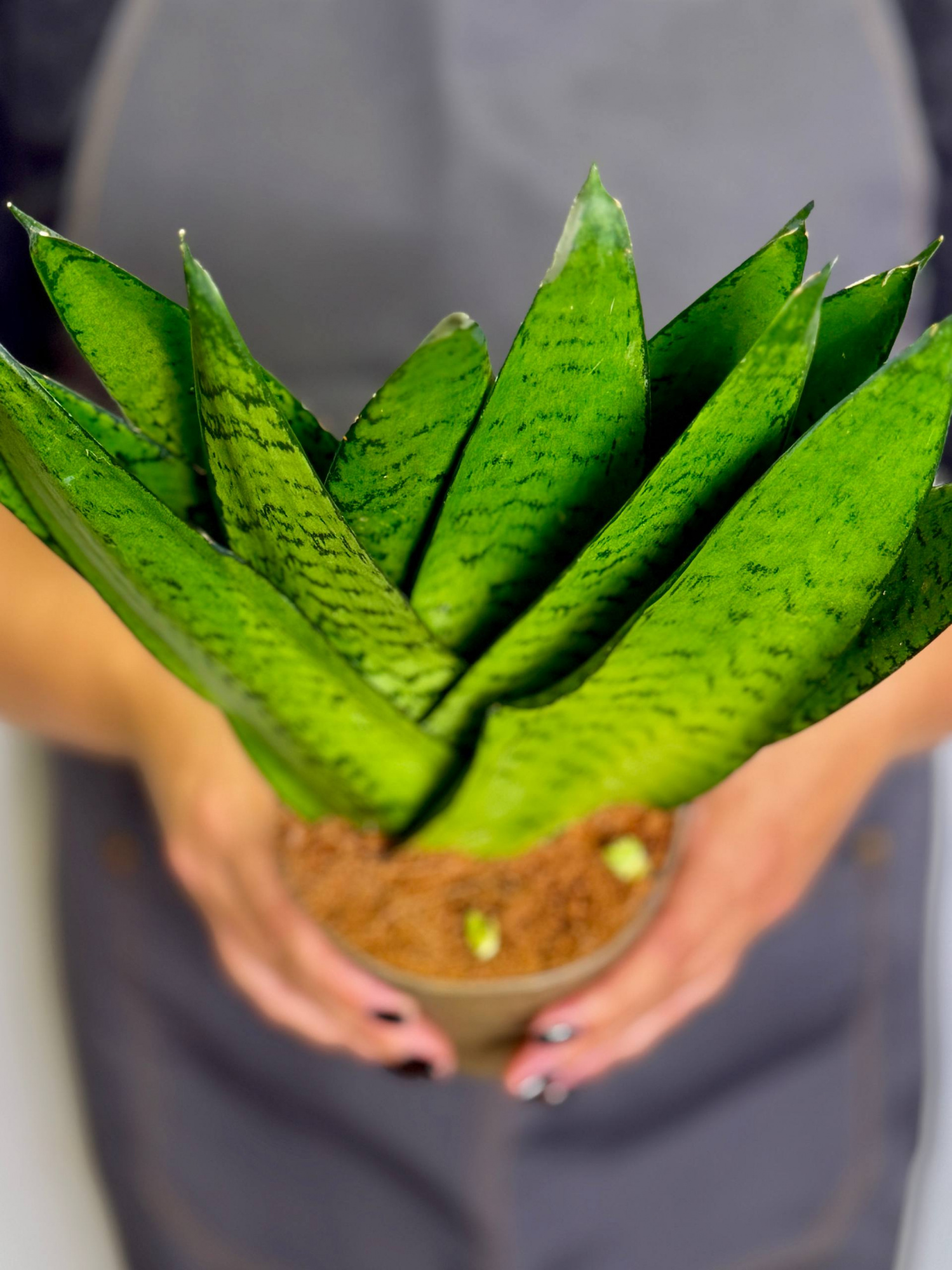 Сансевиерия Зейланика Фан (Sansevieria Zeylanica Fan) D12см