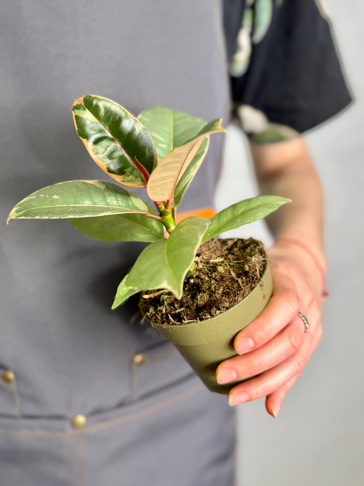 Фикус Эластика Белиз (Ficus Elastica Belize) D9см