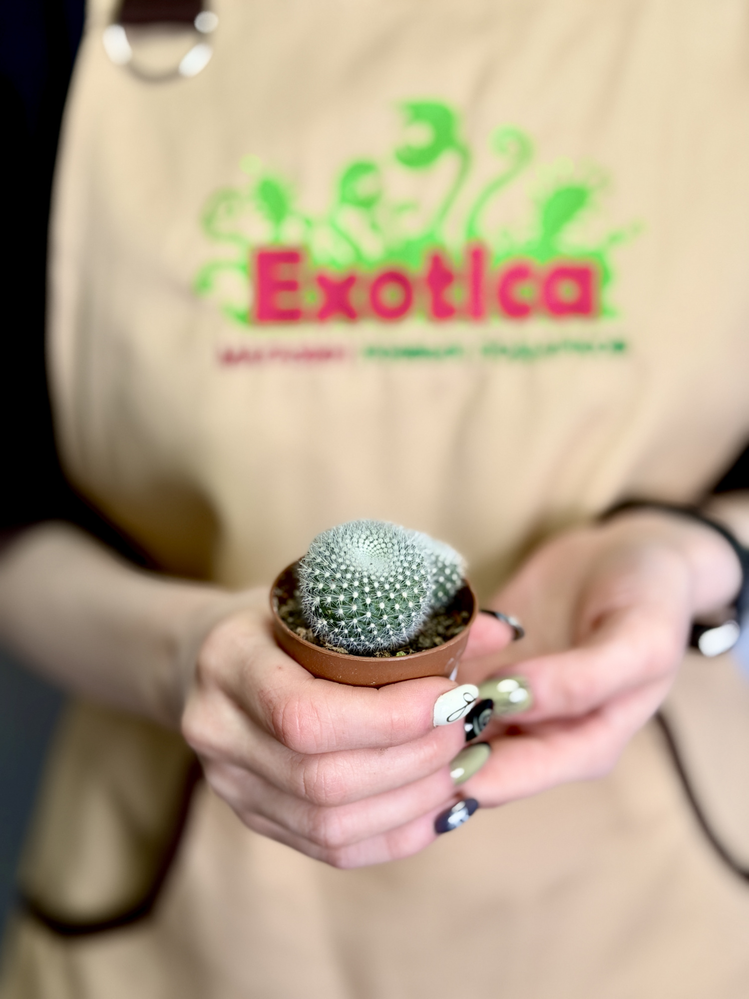Нотокактус Хазельберга Груп, или Пародия Хазельберга (Notocactus Hasselbergii Group) D5см