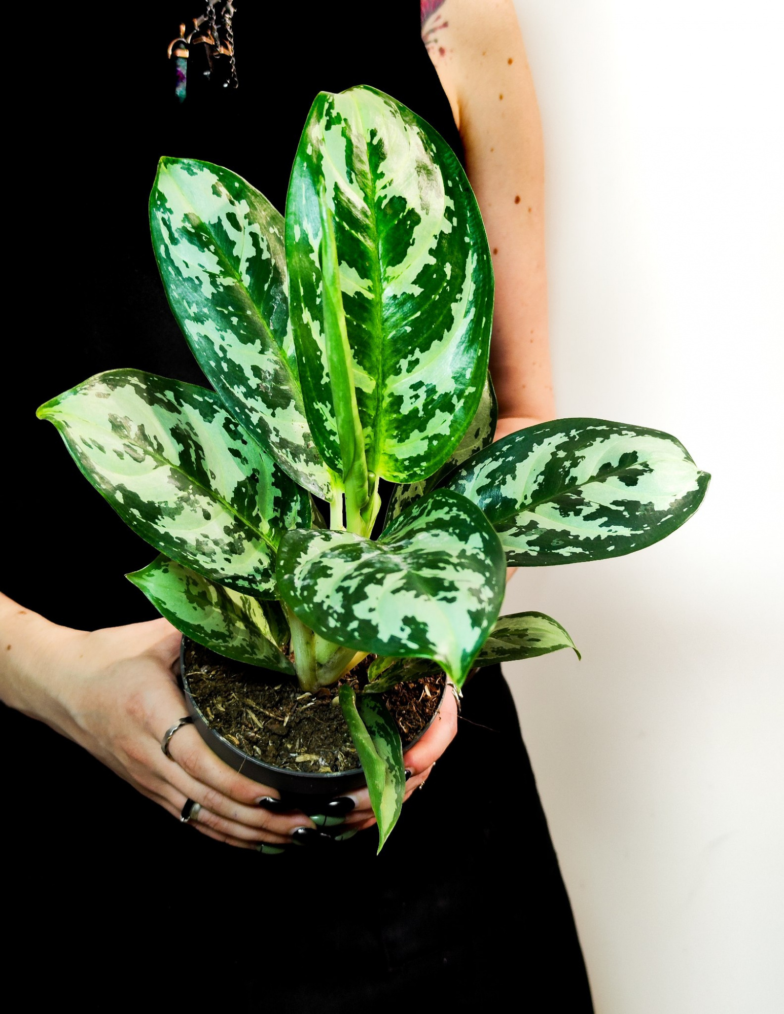 Аглаонема Амазон Сильвер (Aglaonema Amazon Silver) D12см