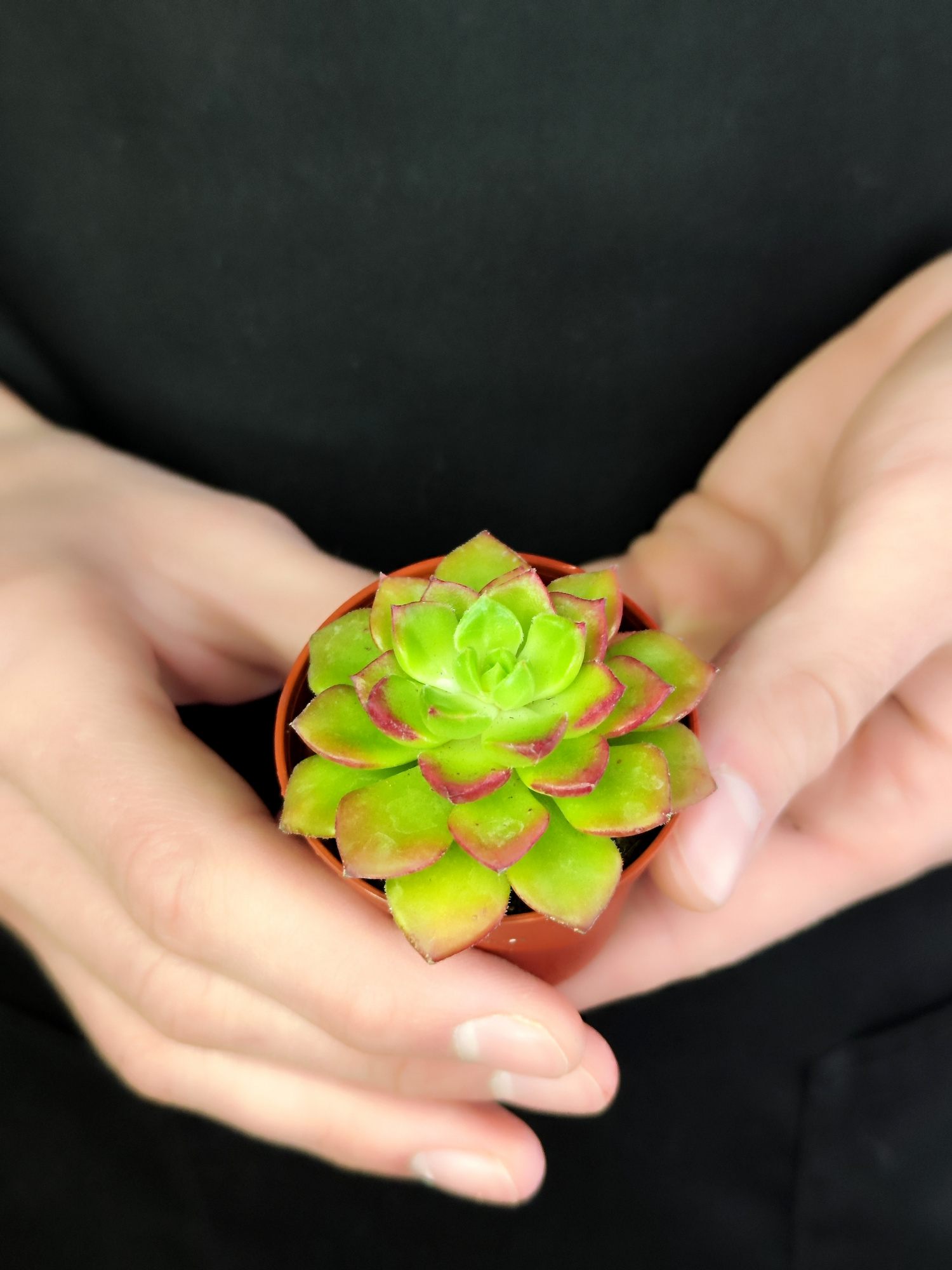 Эхеверия Аффинис Ред (Echeveria Affinis Red) D5см