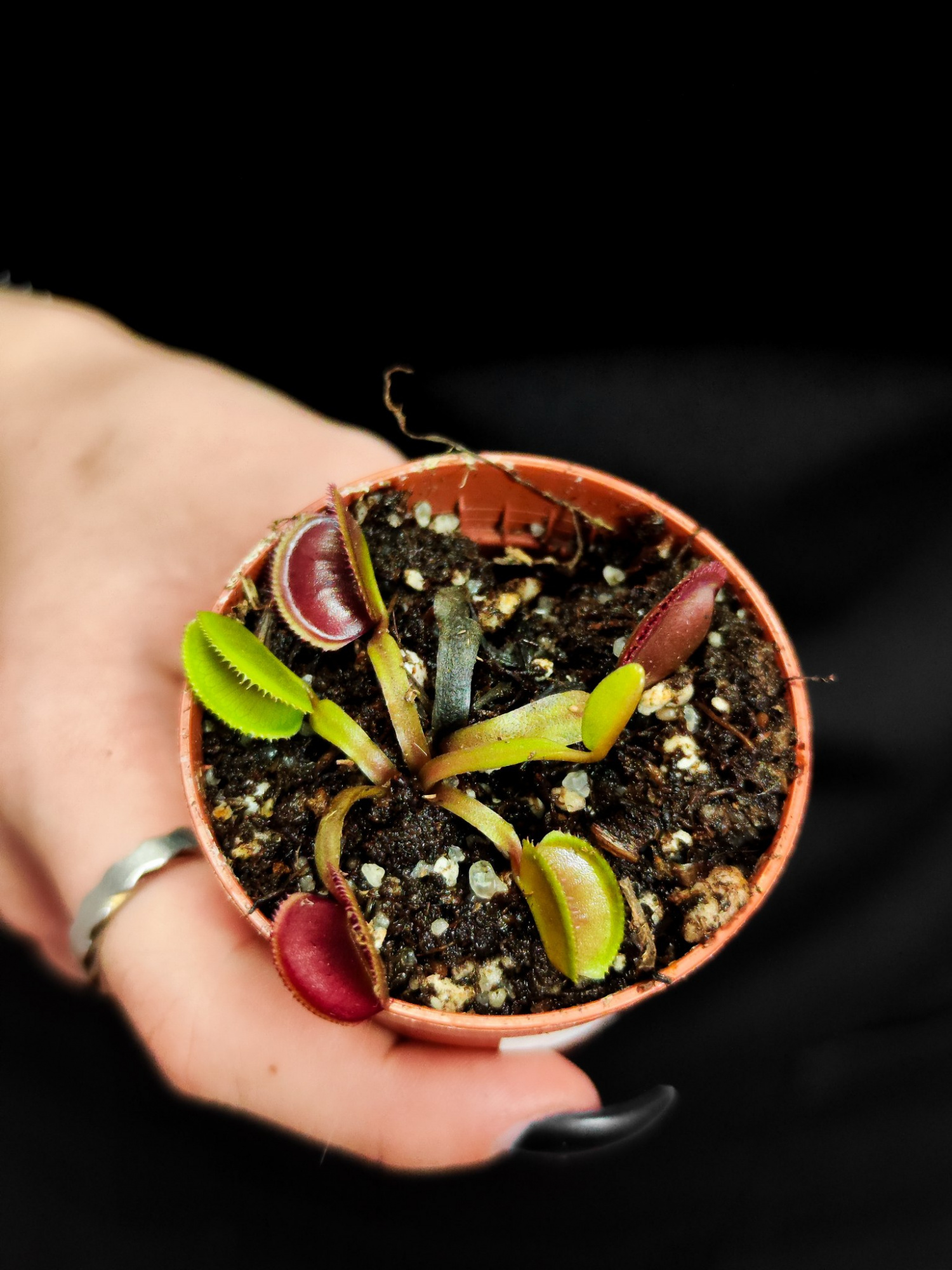 Венерина Мухоловка Перископ (Dionaea Muscipula Periscope) D5см