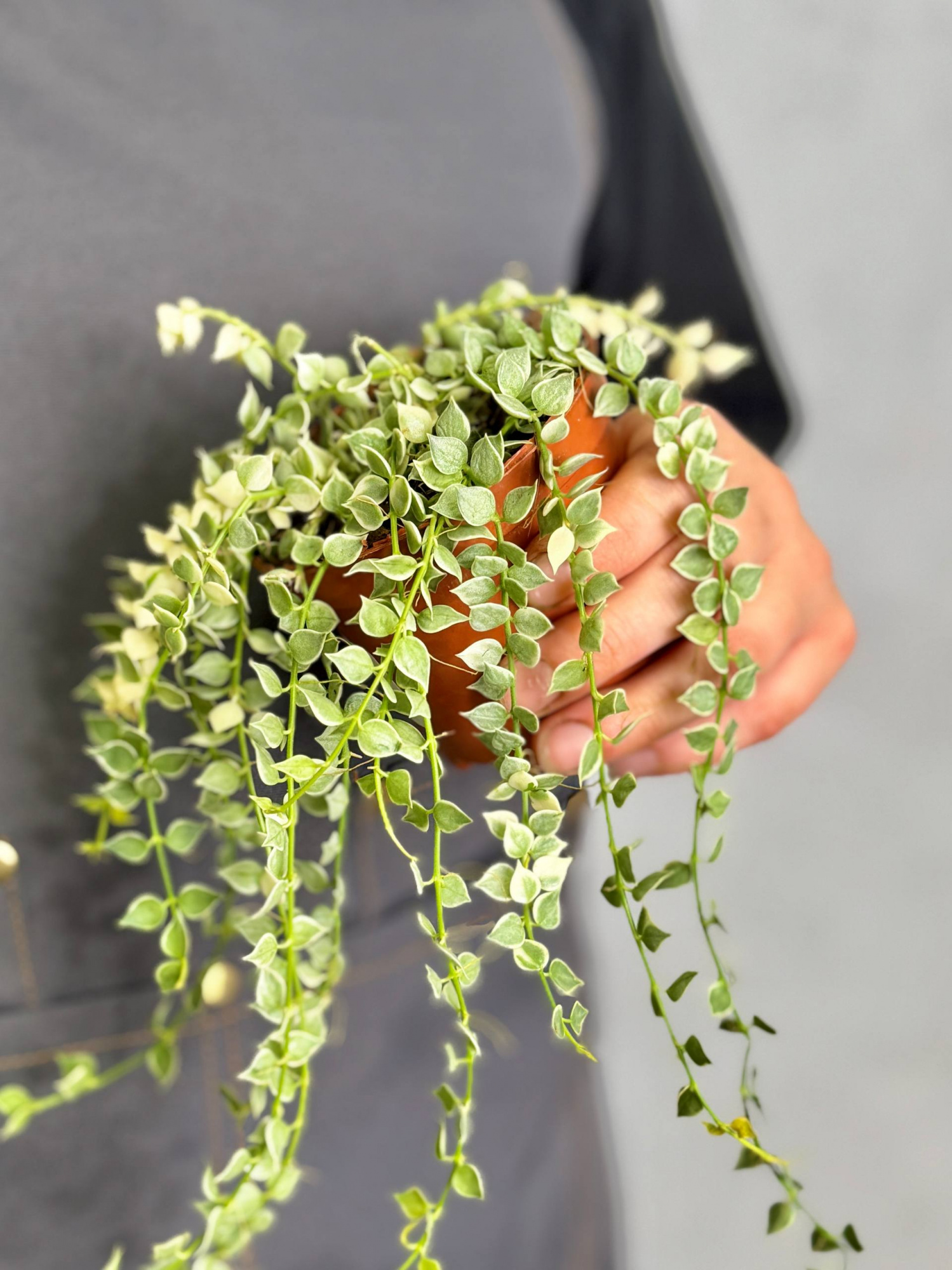 Дисхидия Русифолия Вариегатная (Dischidia Ruscifolia Variegata) D8см