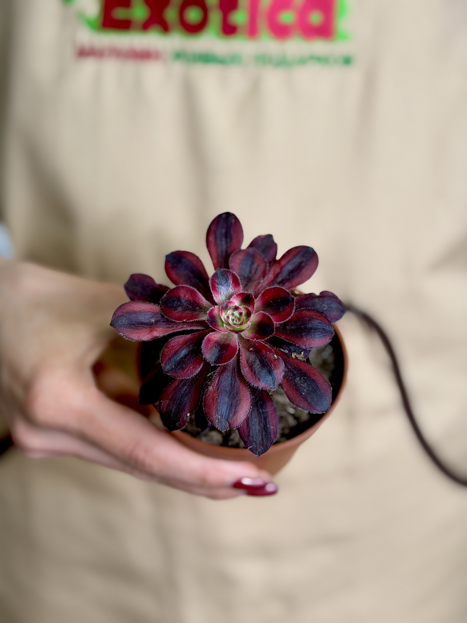 Эониум Медуза (Aeonium Medusa) D8,5см