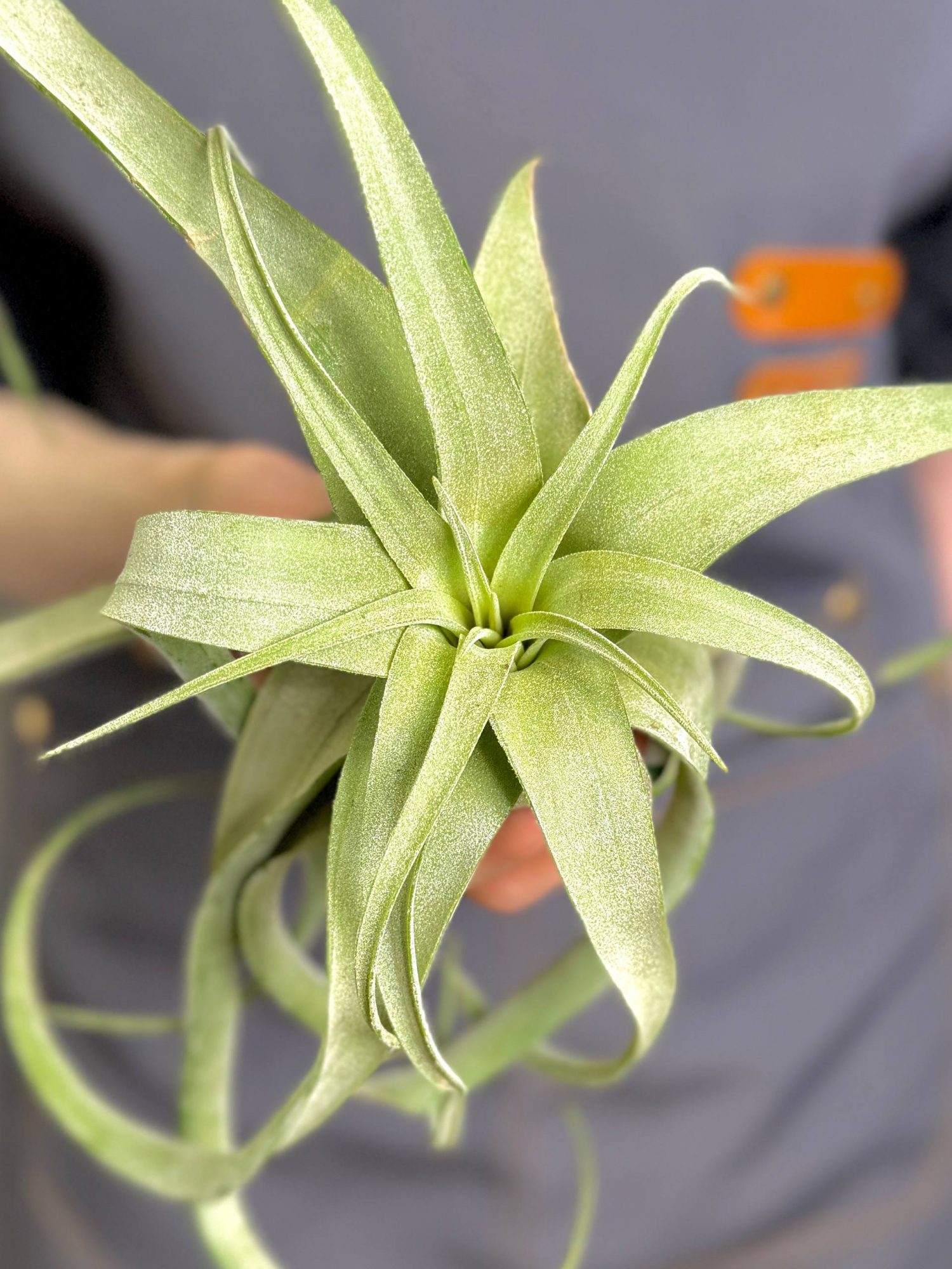 Тилландсия Стрептофилла XL (Tillandsia Streptophylla XL)