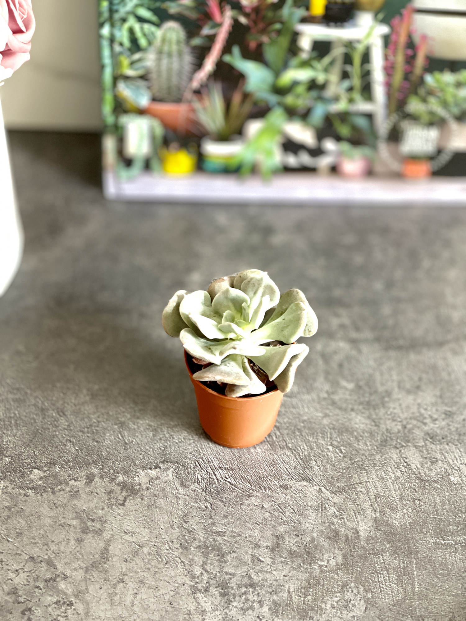 Эхеверия Топси Турви (Echeveria Topsy Turvy) D5см