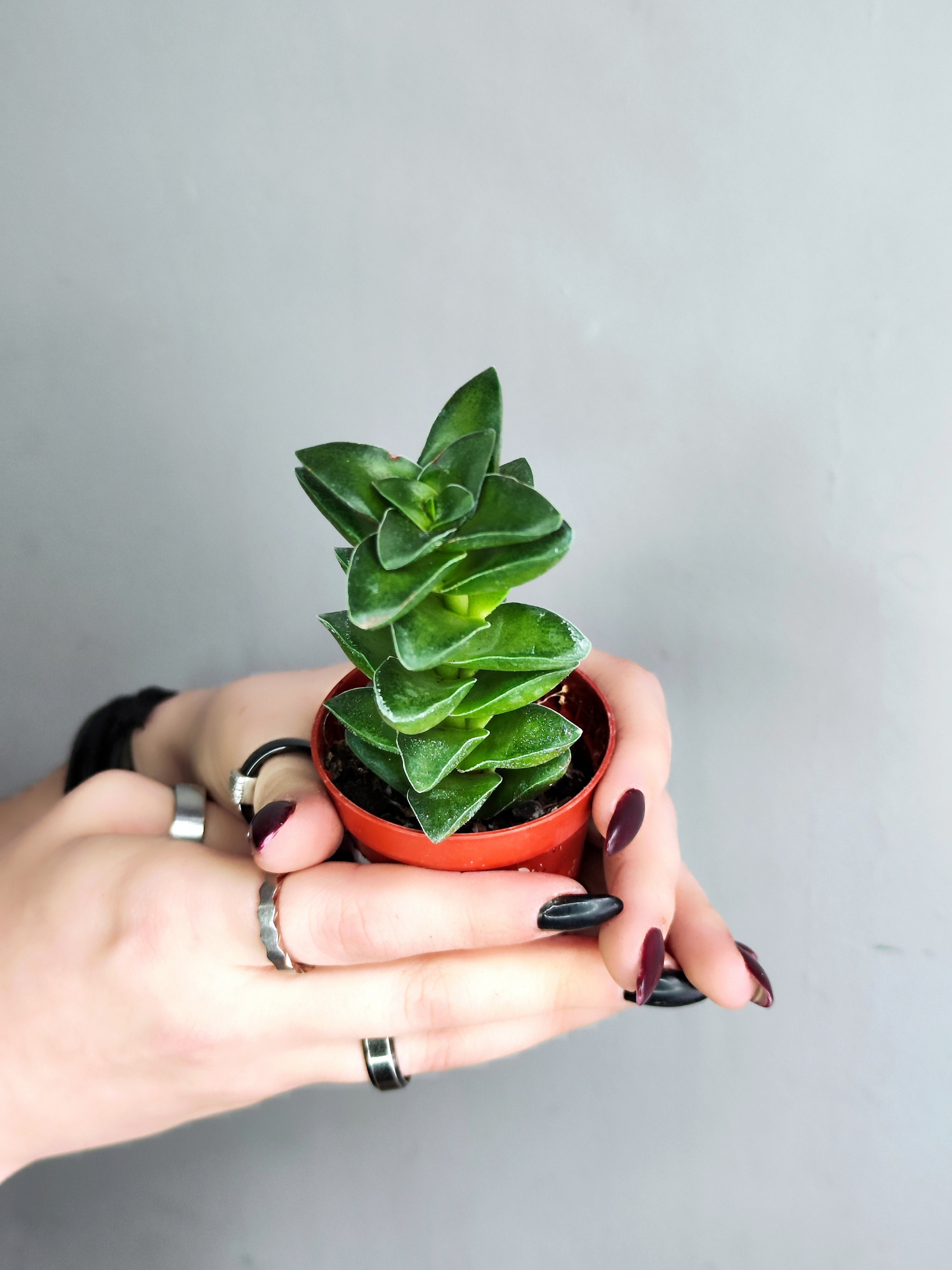 Крассула Спринг Тайм (Crassula Spring Time) D5см