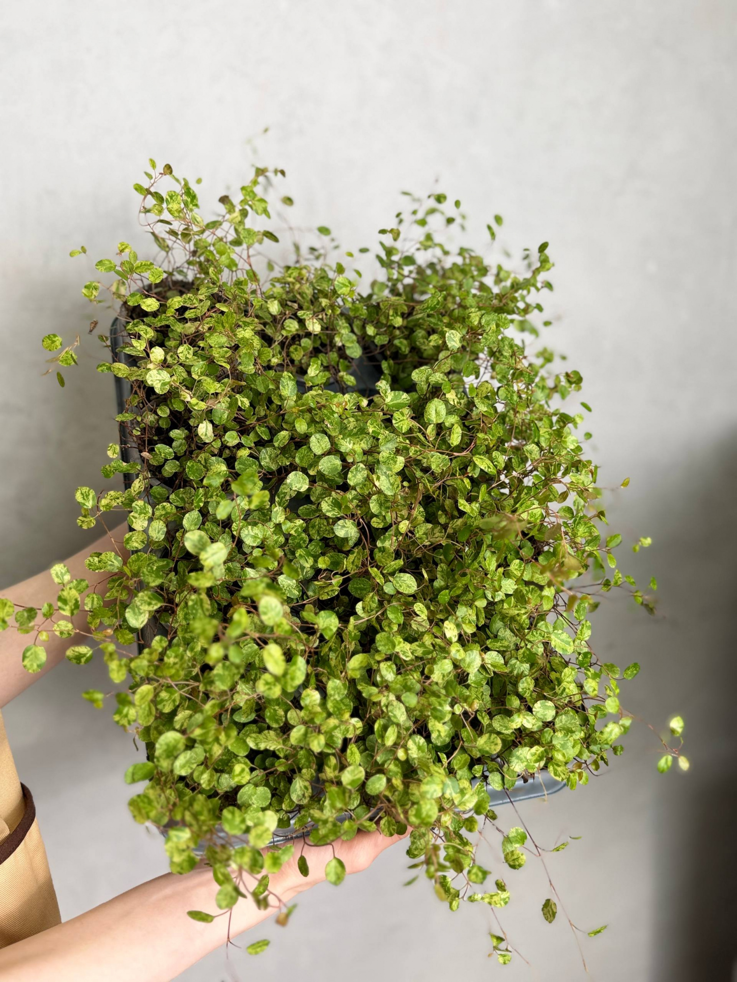 Мюленбекия Комплекса Маори Вариегатная (Muehlenbeckia Сomplexa Maori Variegated) D9см