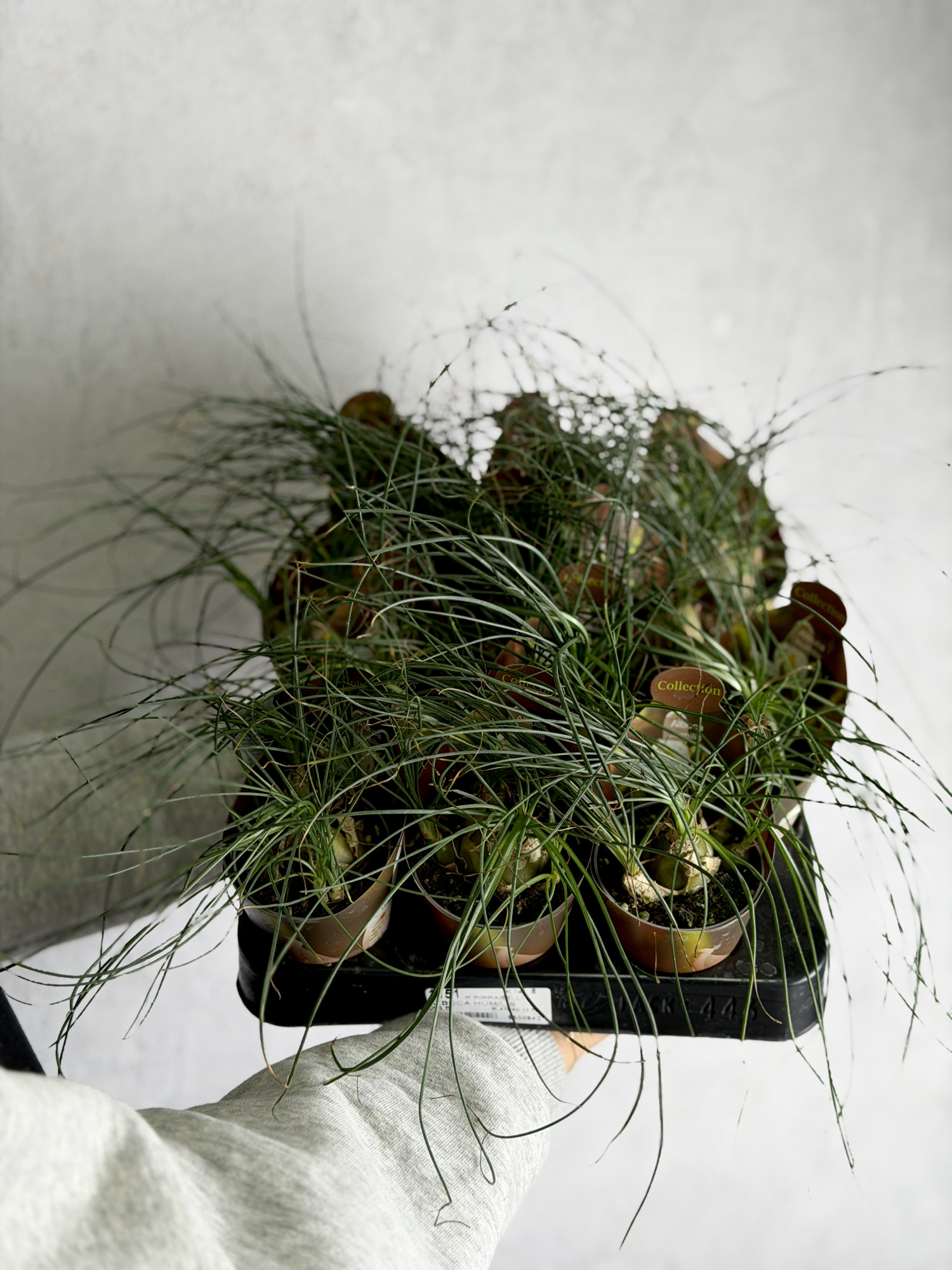 Альбука Хумилис (Albuca Humilis) D6,5см
