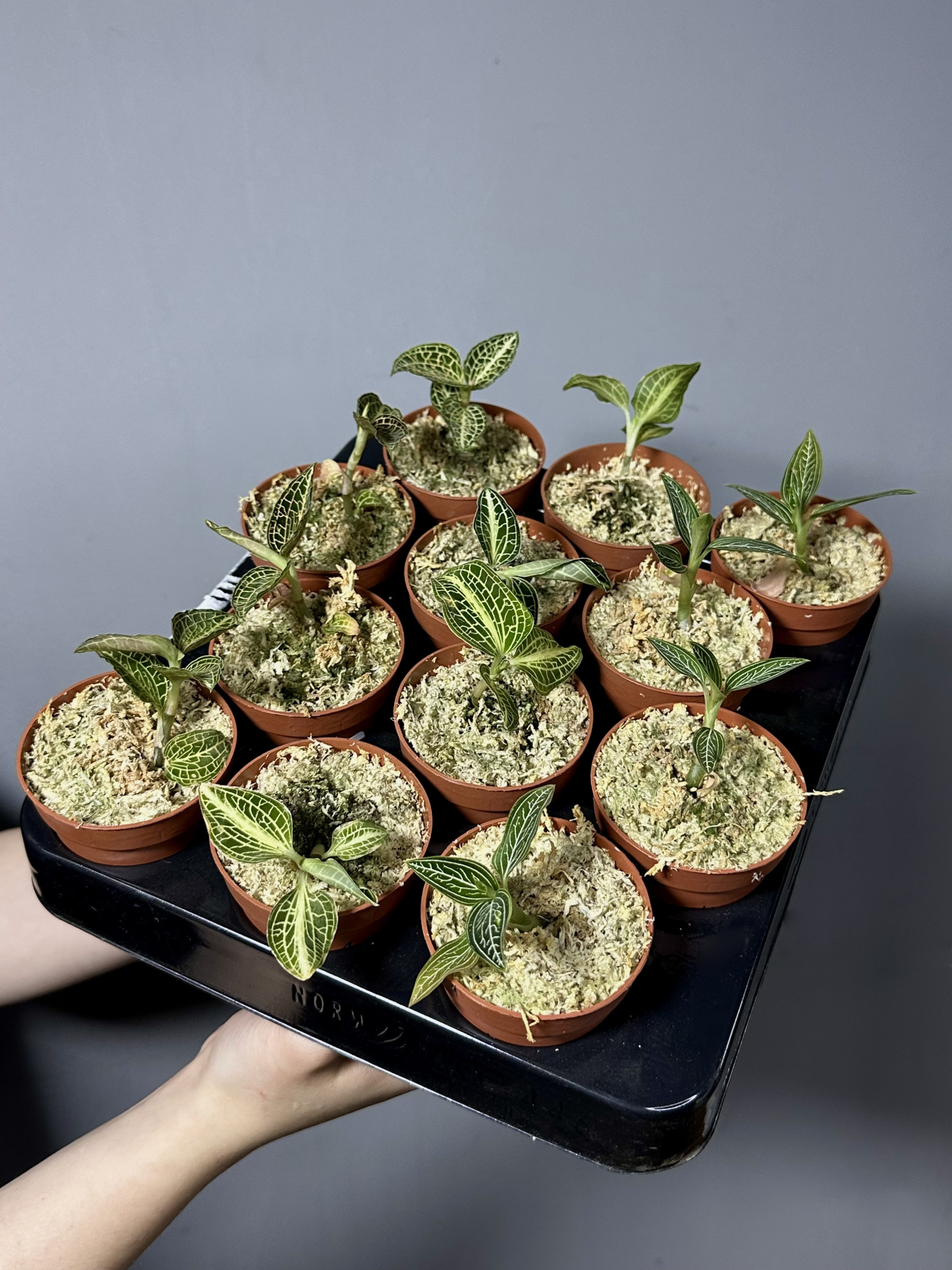 Драгоценная Орхидея Анектохилус Вайт Центр (Anoectochilus Siamensis White Center)