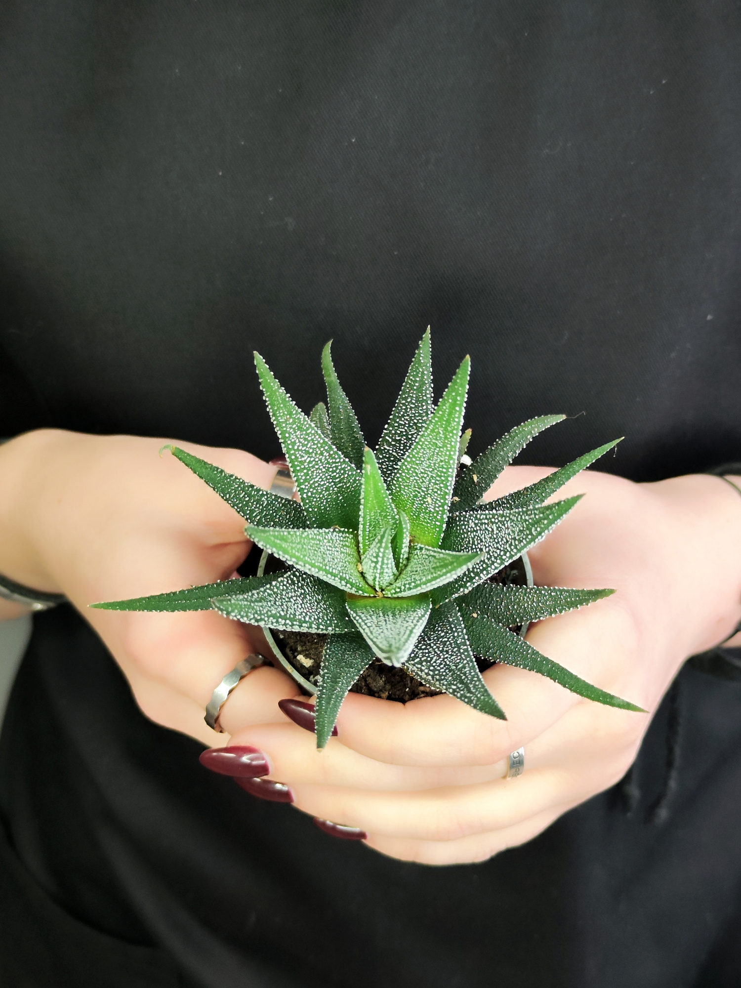 Хавортия Оттянутая, или Аттенуата (Haworthia Attenuata) D5см