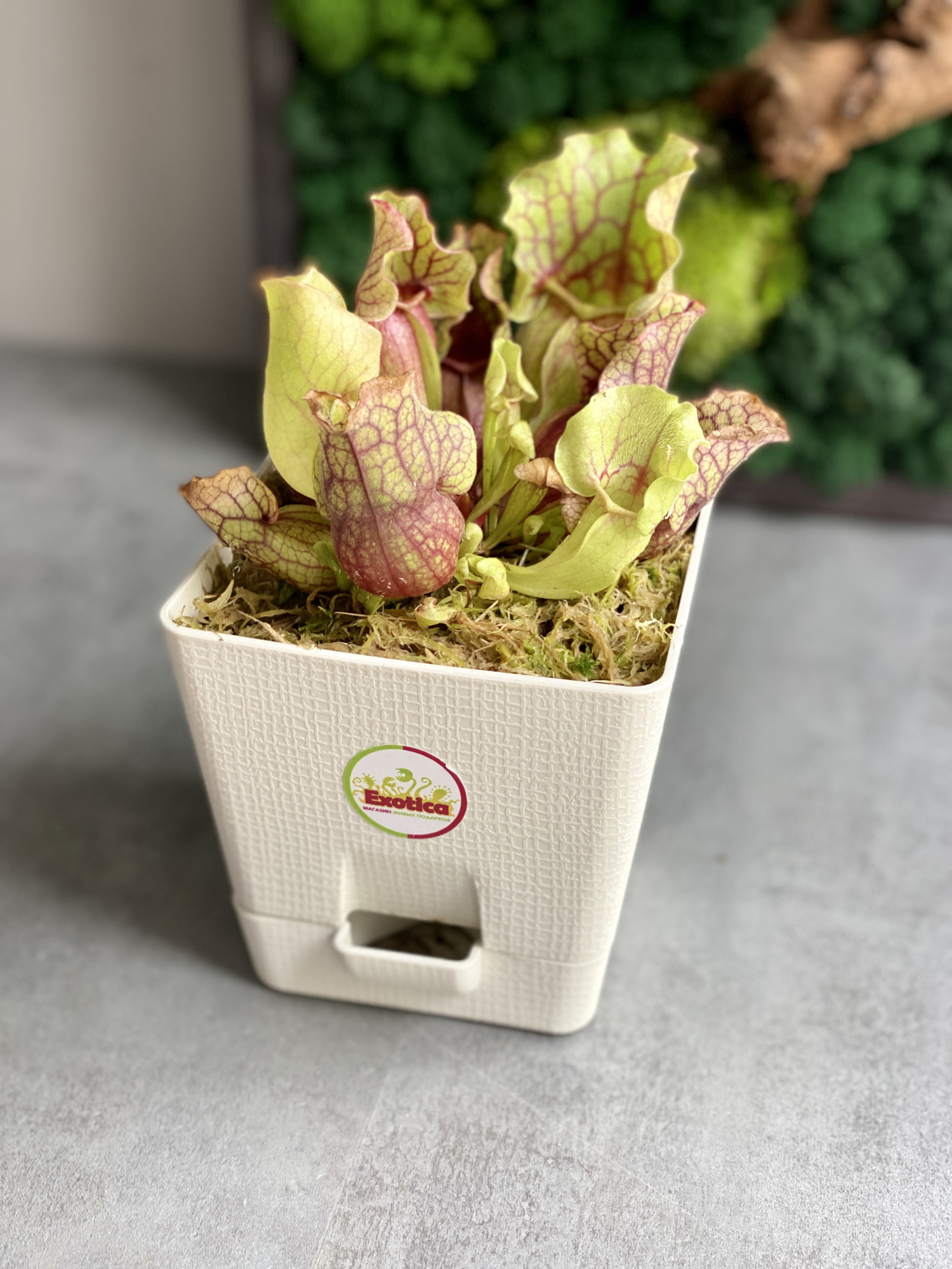 Саррацения Монтана (Sarracenia Montana) пересаженная D12см
