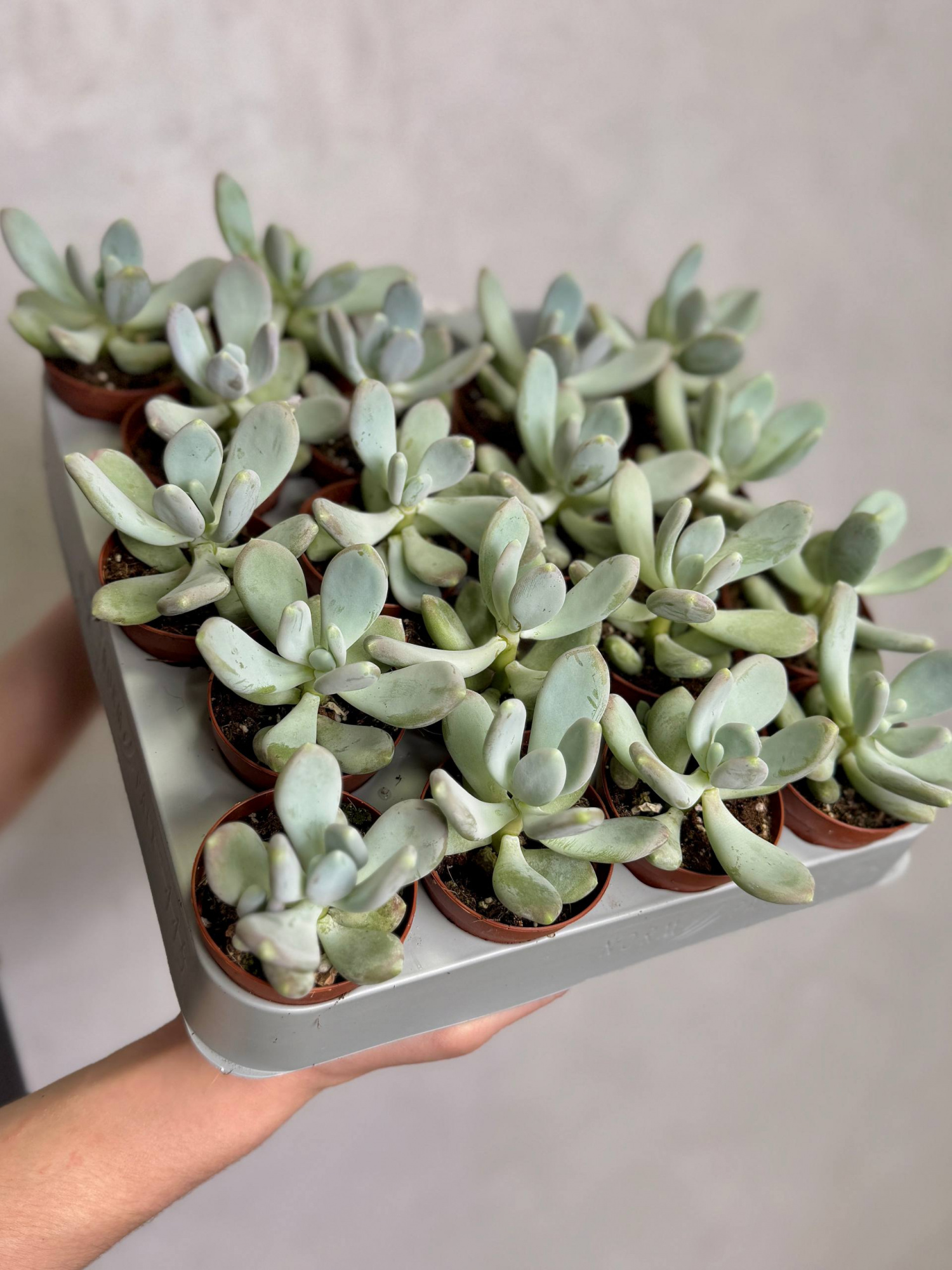 Пахифитум Брактеосум, или Прицветниковый (Pachyphytum Bracteosum) D5см