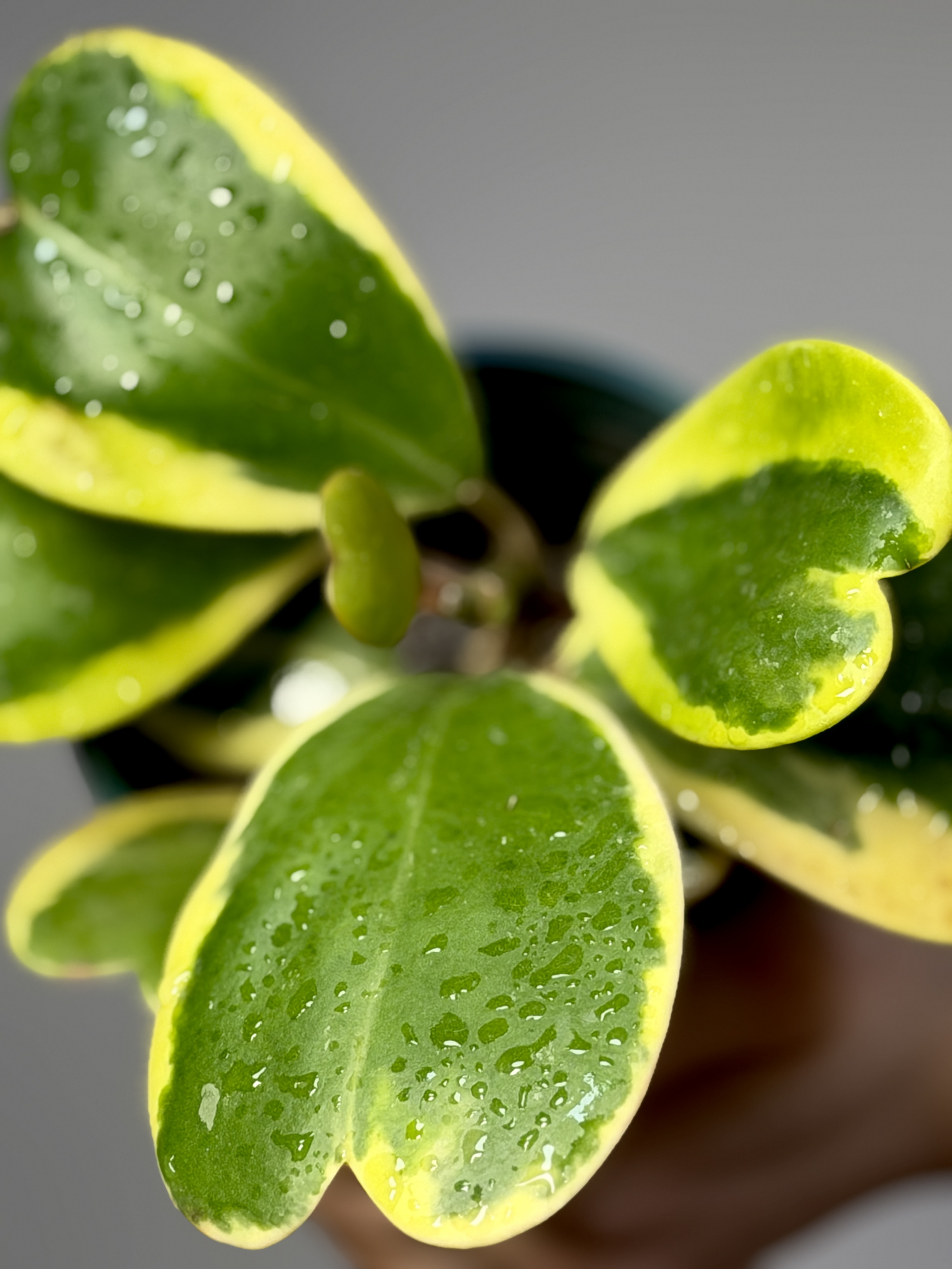 Хойя Керри Вариегатная, Куст (Hoya Kerrii Variegated) D11см