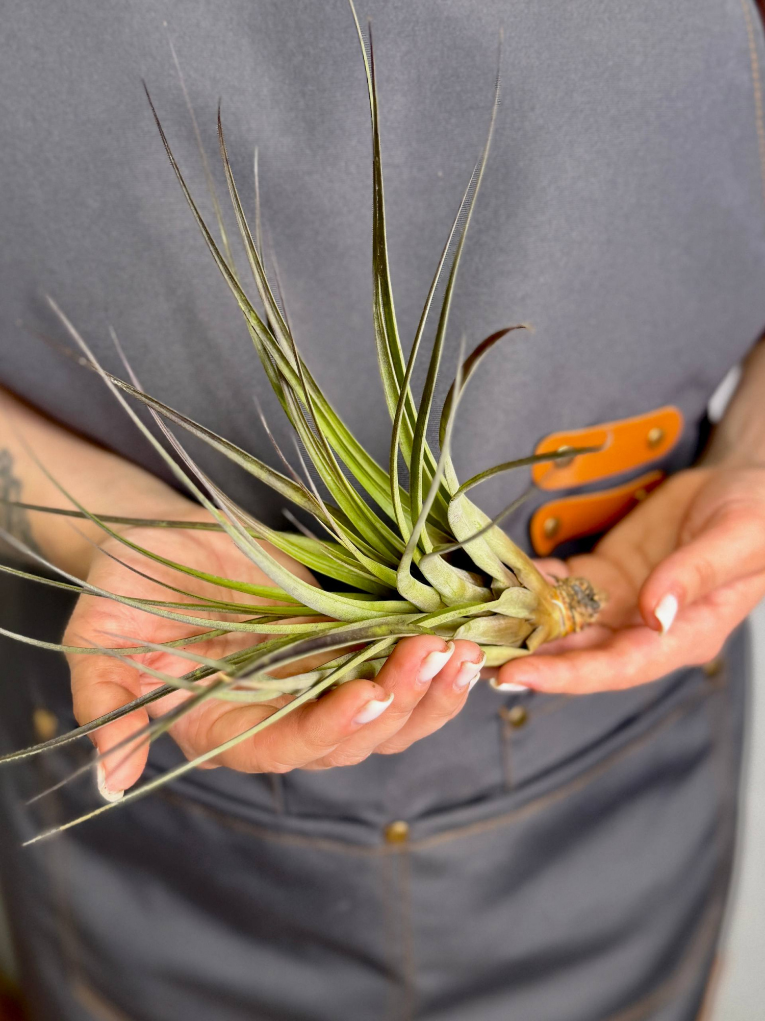 Тилландсия Капитата Блэк XL (Tillandsia Capitata Black XL)