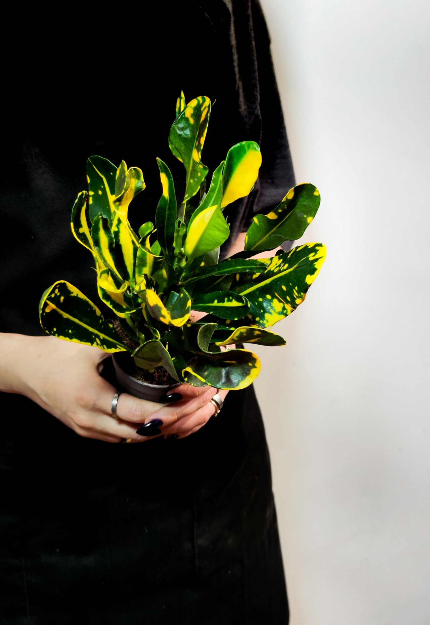 Кодиеум Мамми Йеллоу (Codiaeum Mammy Yellow) D6см