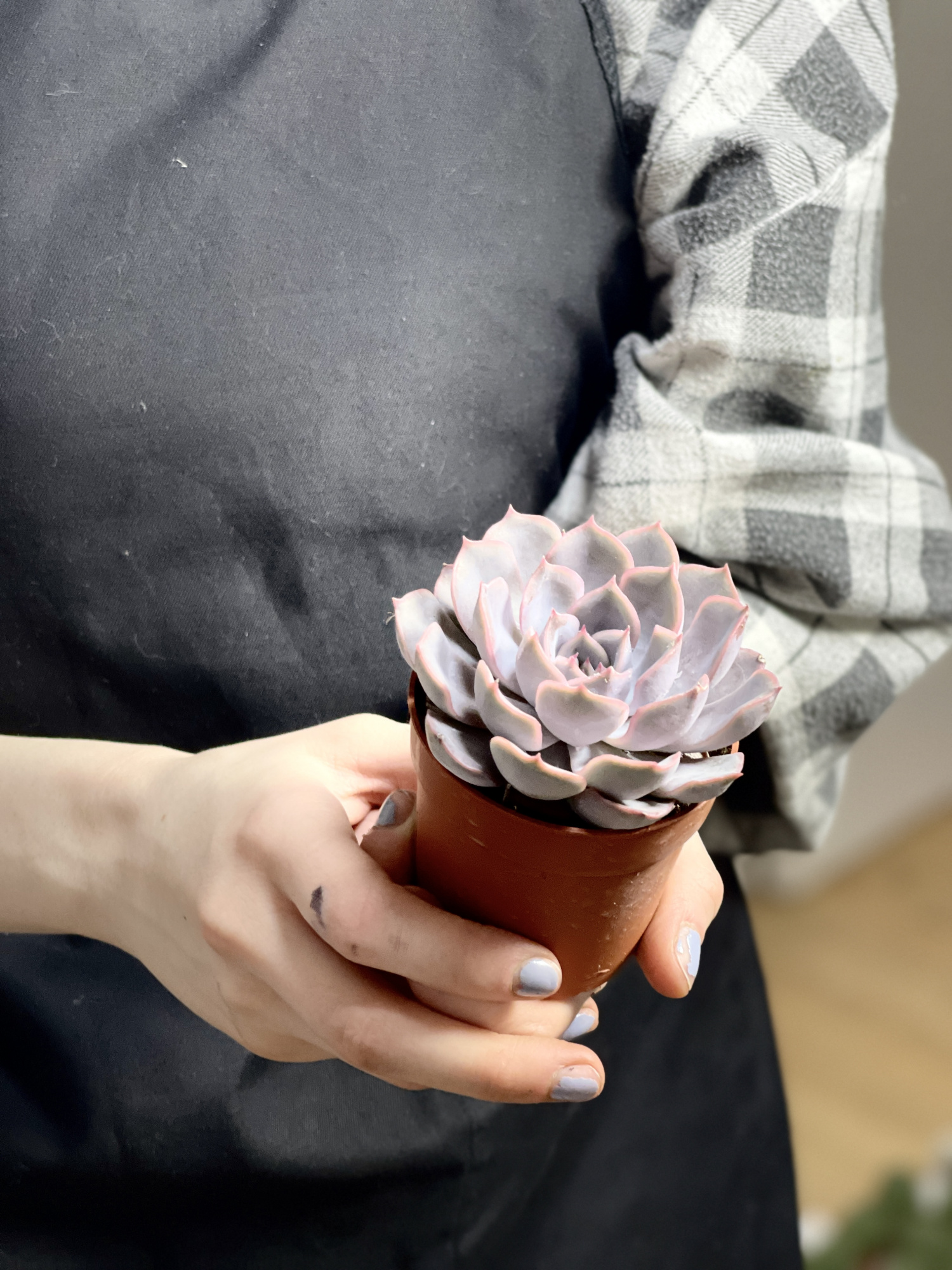 Эхеверия Апус (Echeveria Apus) D5см