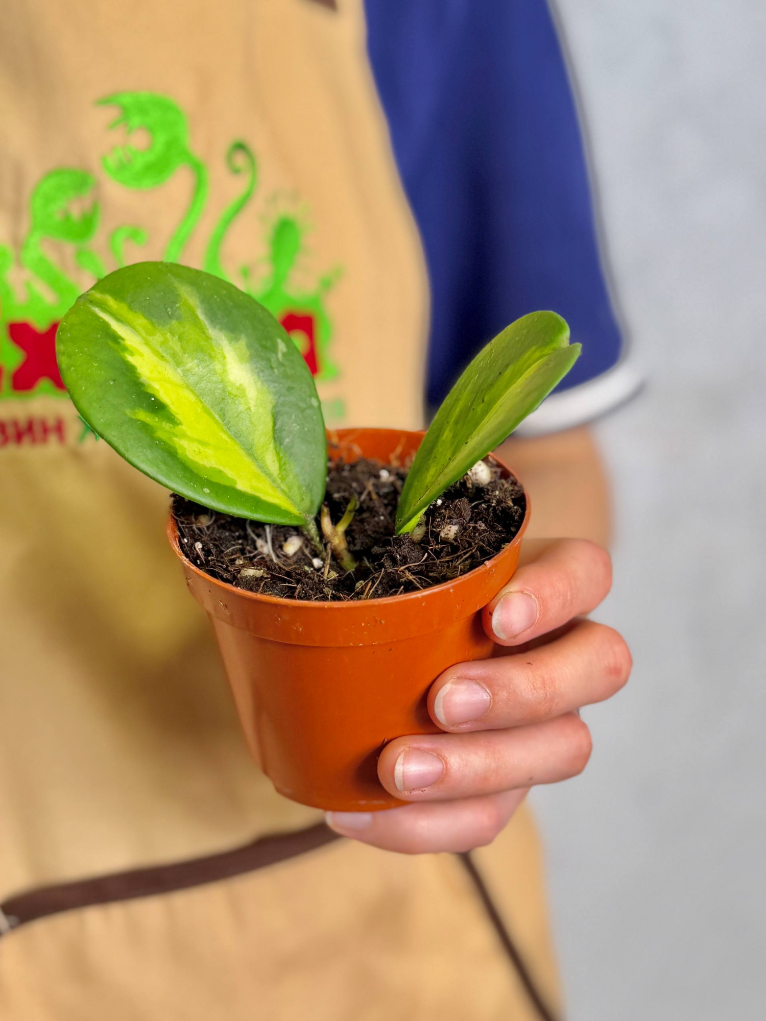 Хойя Диверсифолия Махарани Вариегата (Hoya Diversifolia Maharani) D8см