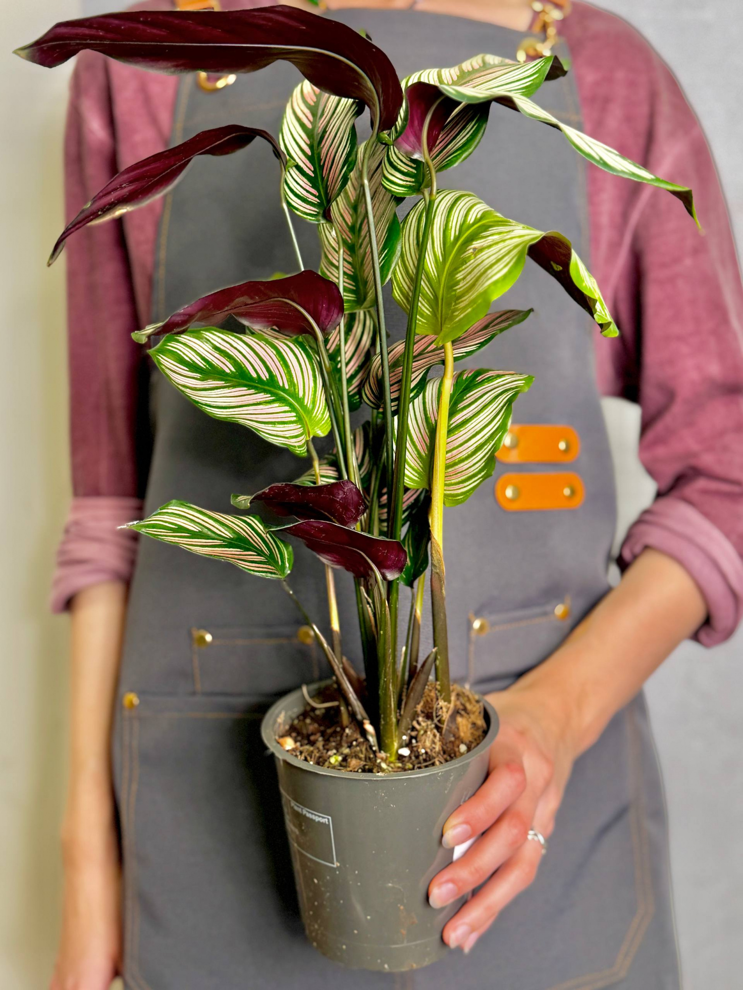 Калатея Витатта (Calathea Species Vittata) D12см