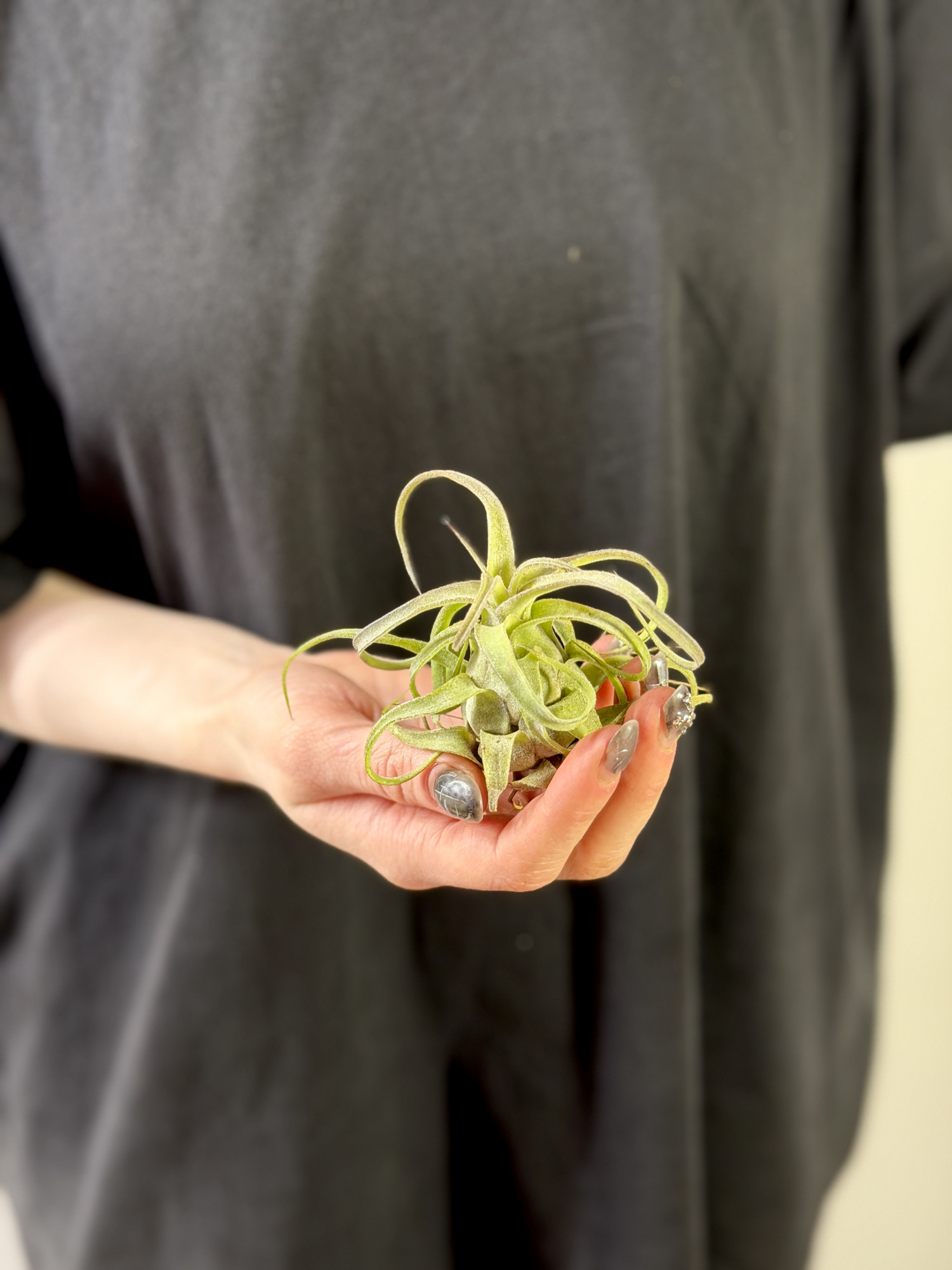 Тилландсия Стрептофилла Мини (Tillandsia Streptophylla Mini)