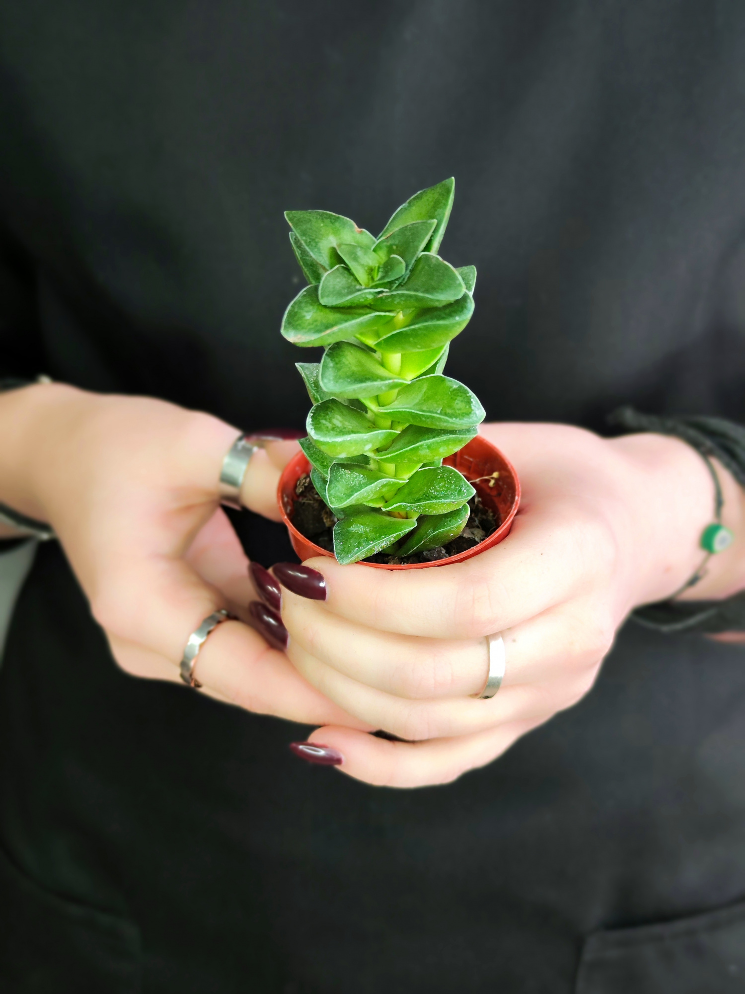 Крассула Спринг Тайм (Crassula Spring Time) D5см