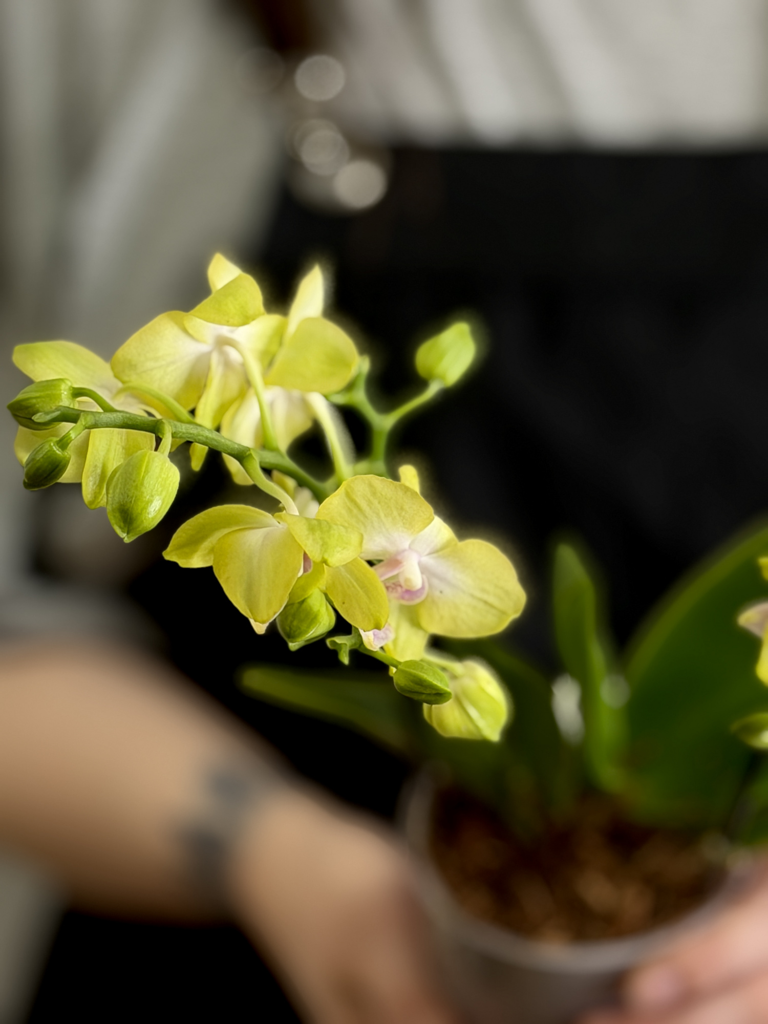 Фаленопсис Саншайн (Phalaenopsis Sunshine) D9см