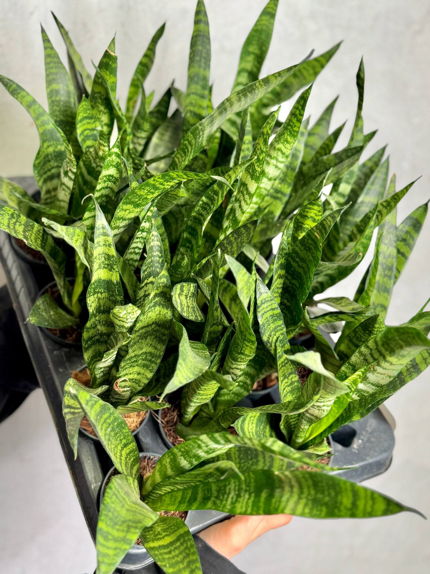 Сансевиерия Блэк Корал (Sansevieria Black Coral) D7см