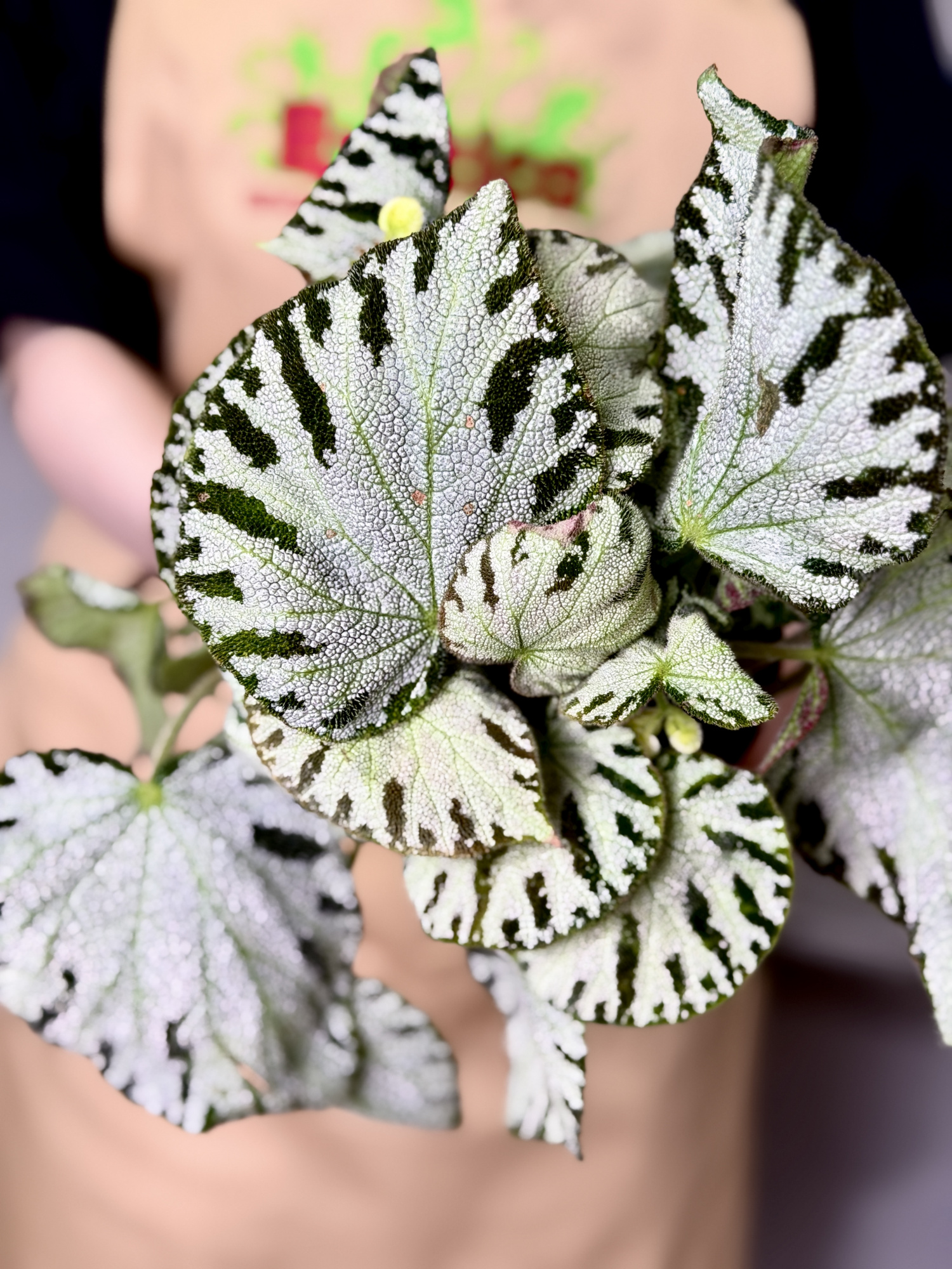 Бегония Сильвер Джевел (Begonia Silver Jewel) D12см
