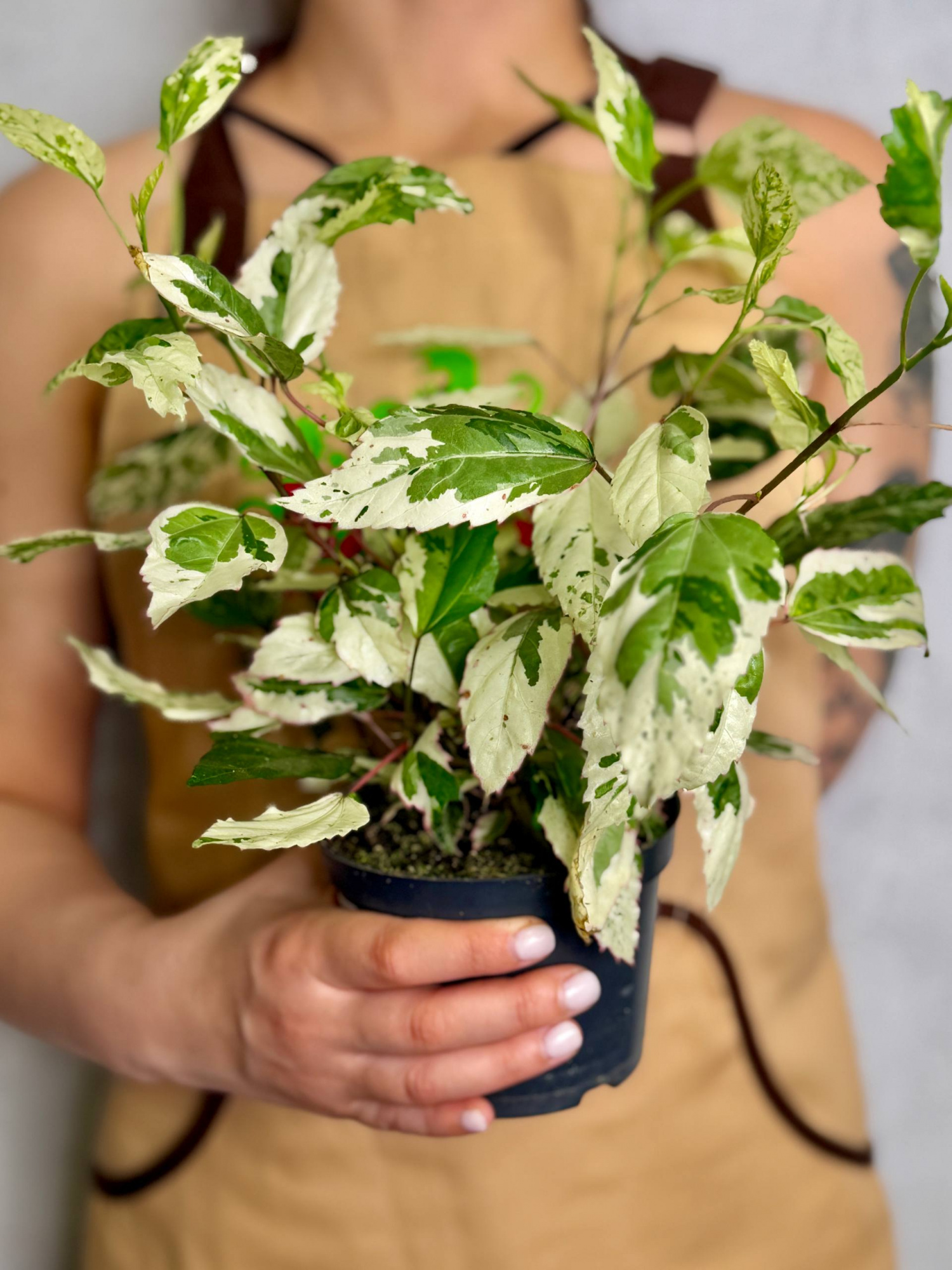 Гибискус Вариегатный (Hibiscus Rosa-Sinensis Variegata) D12см