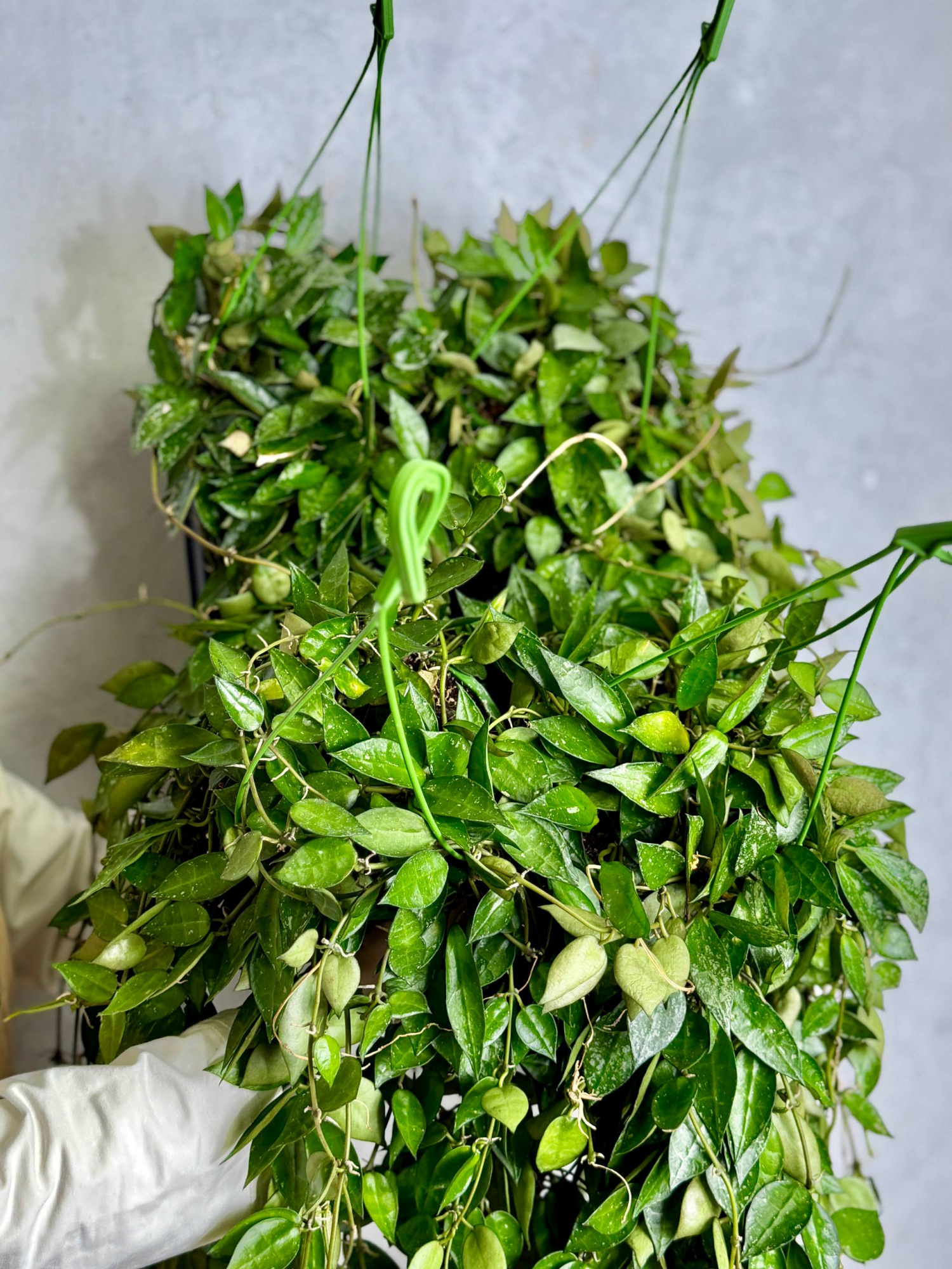 Хойя Паразитика Блэк Маржин (Hoya Parasitica Black Margin) D14см