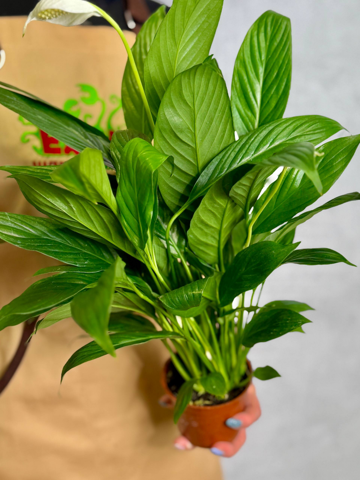 Спатифиллум Сенсация (Spathiphyllum Sensation) D9см