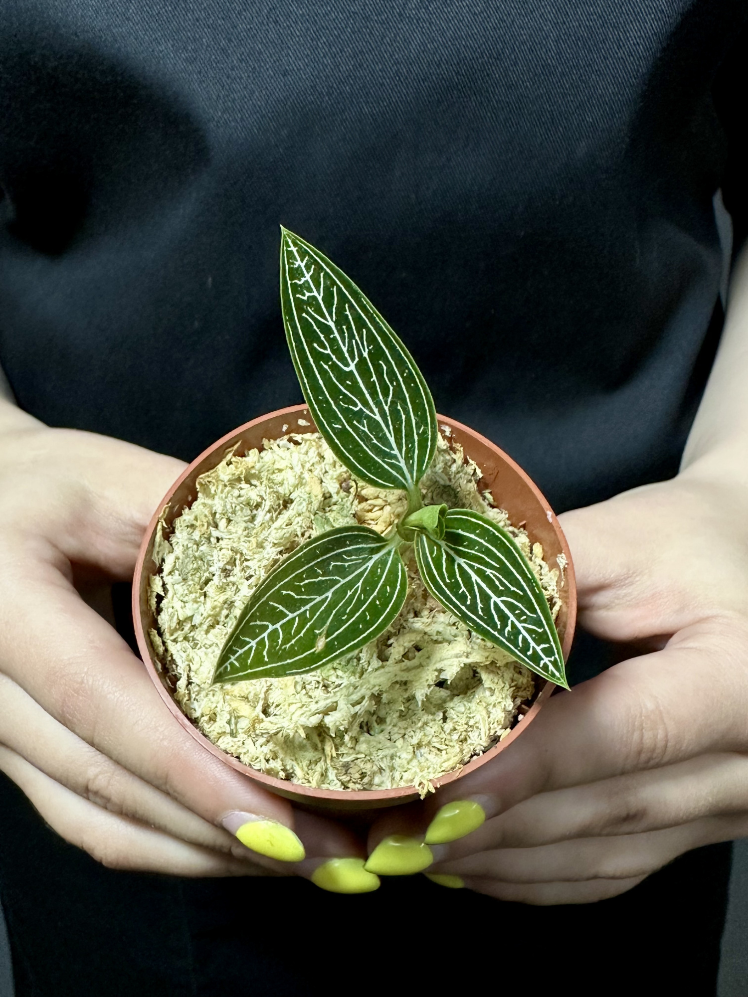 Драгоценная Орхидея Лудизия Дисколор Альба (Ludisia Discolor Alba) D7см