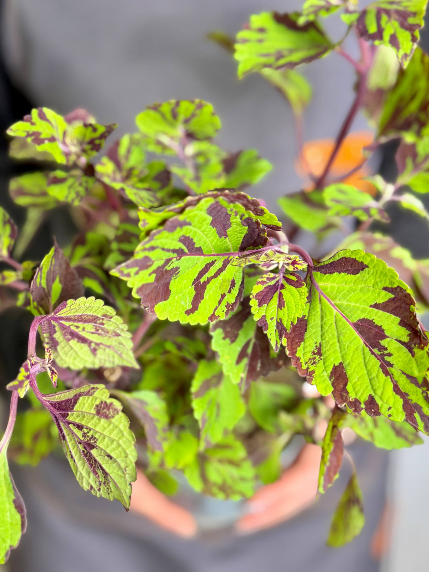 Колеус Грин Лолайт (Coleus Green Lolite) D11см