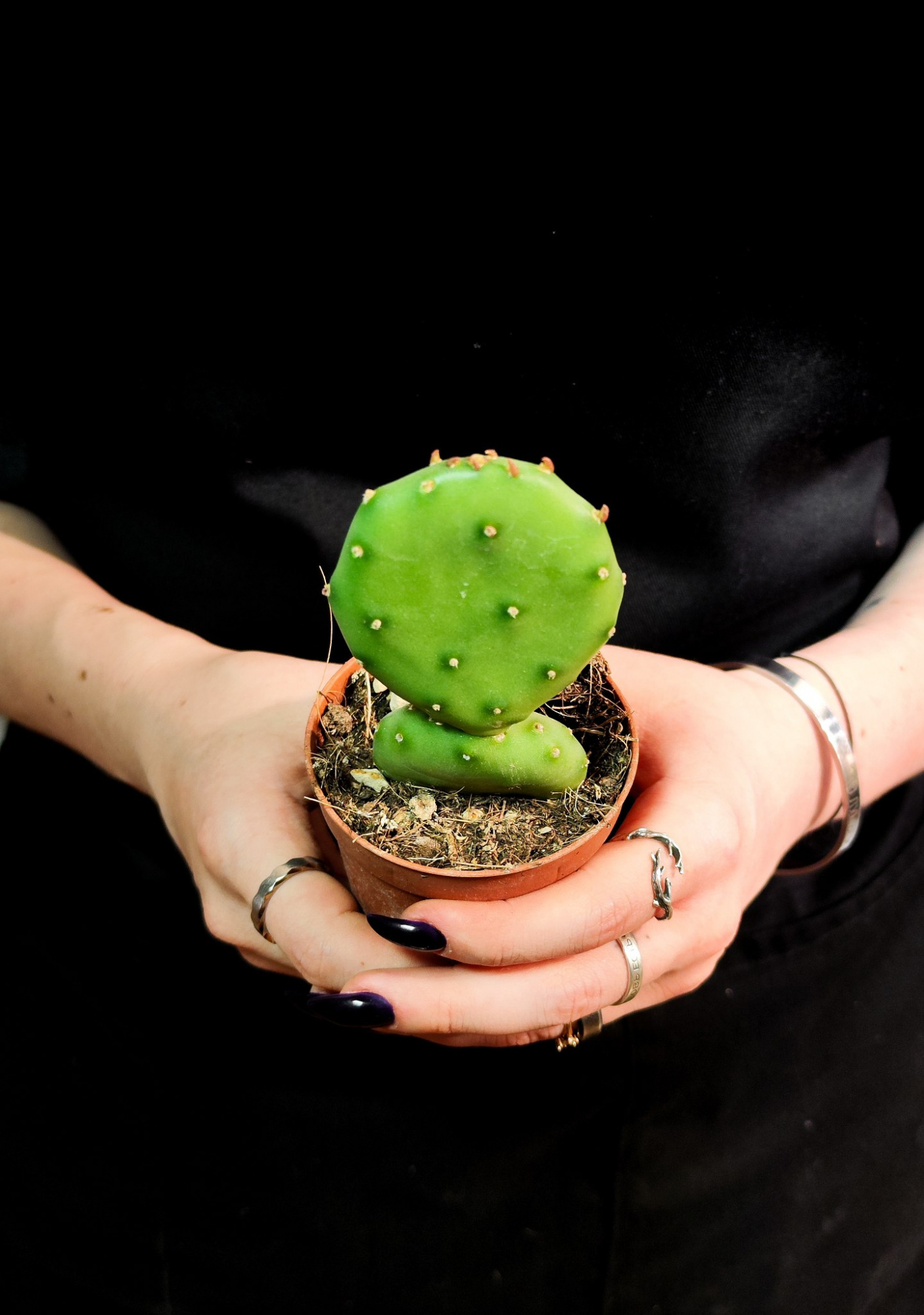 Опунция обыкновенная mix (Opuntia Vulgaris mix) D5см (набор из 2шт)