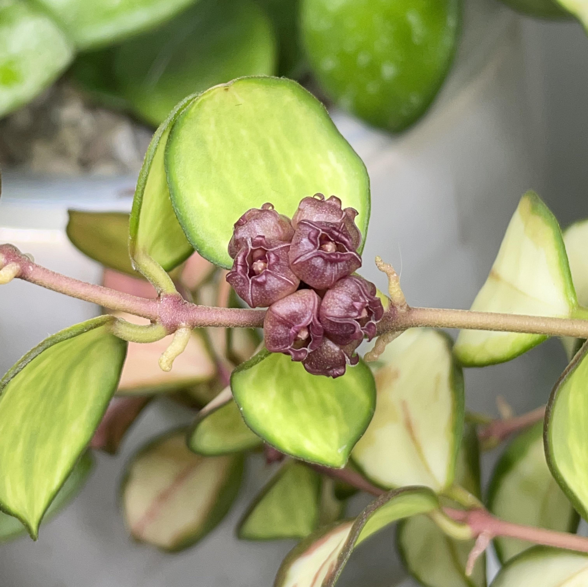 Хойя Хешкелиана Вариегатная (Hoya Heuschkeliana Variagata) D6см