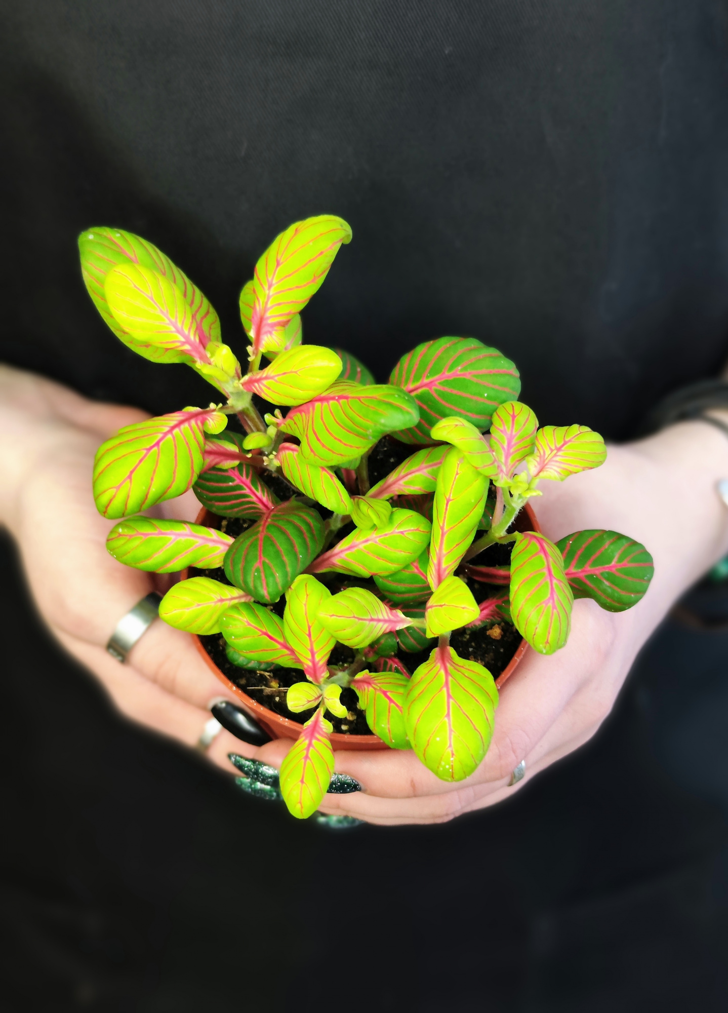 Фиттония Баббл Грин (Fittonia Bubble Green) D8,5см
