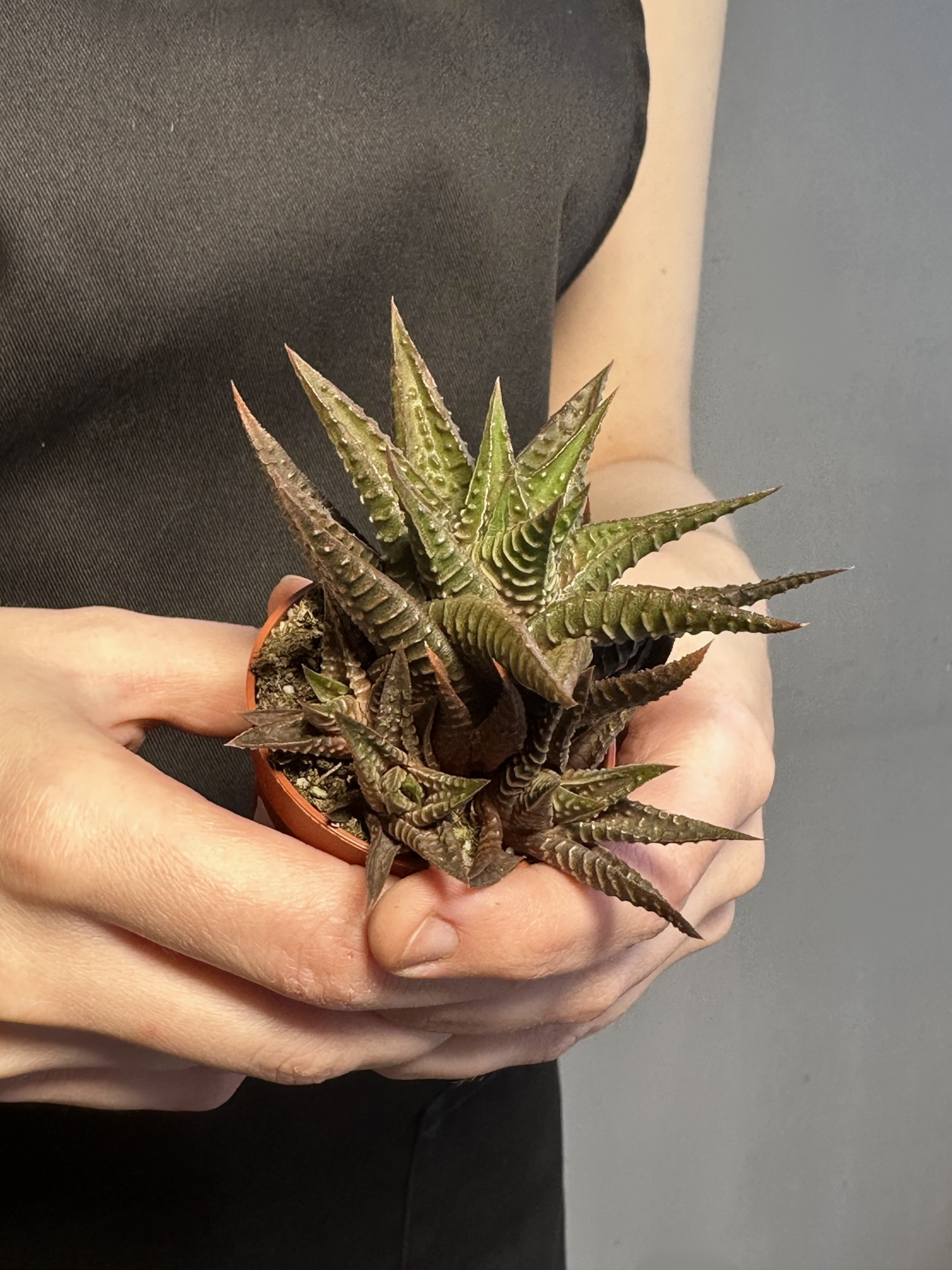 Хавортия Лимифолия (Haworthia Limifolia) D5см