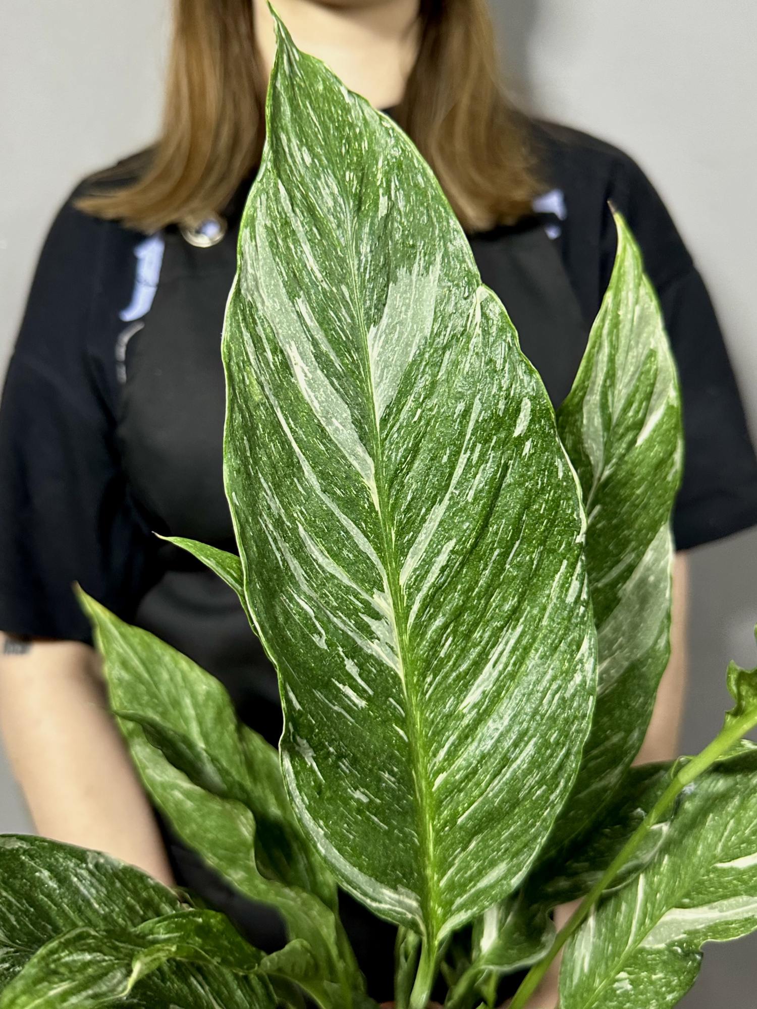 Спатифиллум Вариегатный Даймонд (Spathiphyllum Diamond Variegated) D12см