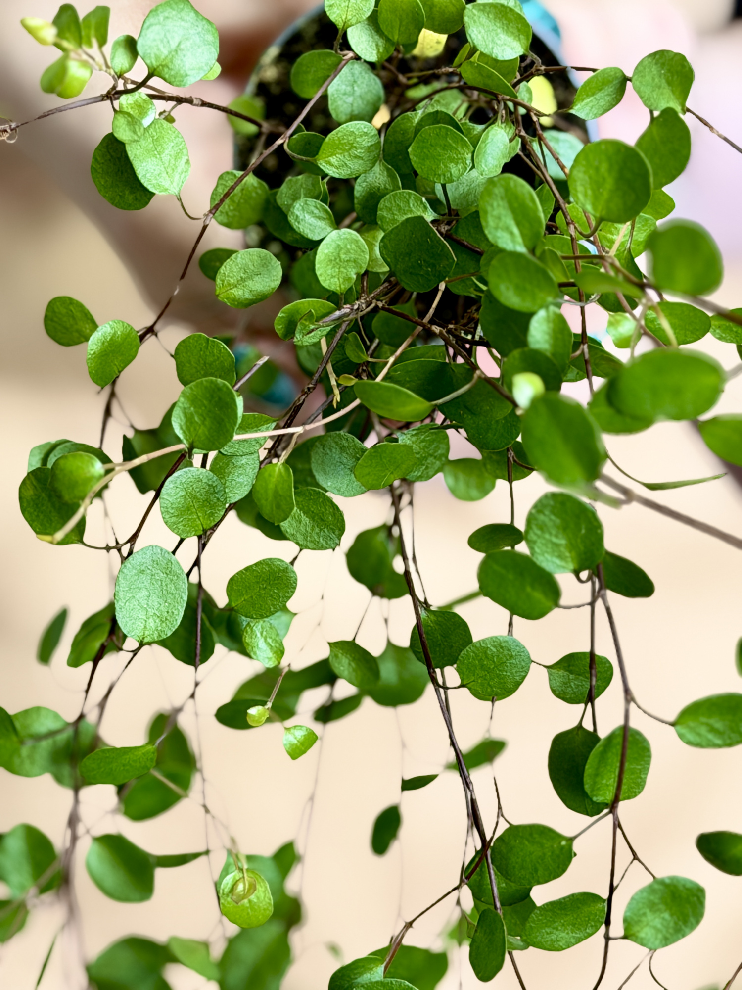 Мюленбекия Комплекса Маори, или Мюленбекия Спутанная (Muehlenbeckia Сomplexa Maori) D6см