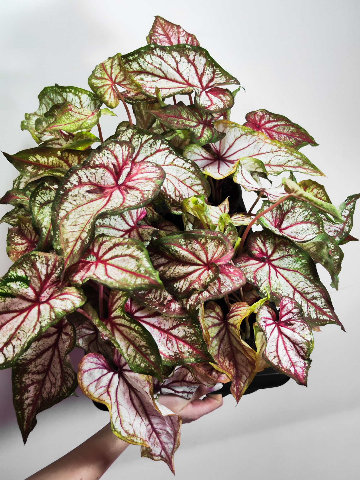 Каладиум Эксплоушн (Caladium Xplosion) D12см