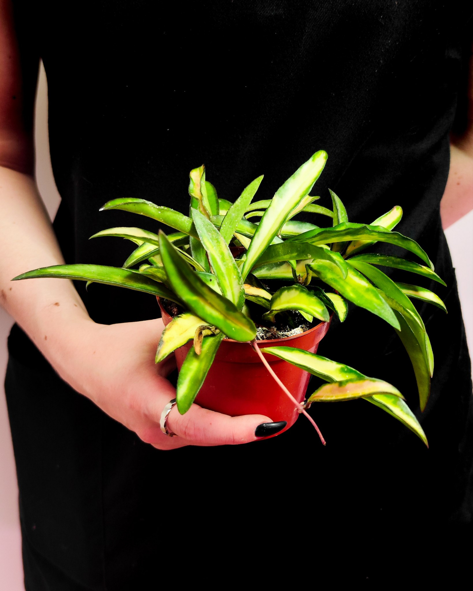 Хойя Вайети Триколор (Hoya Wayetii Tricolor) D9см