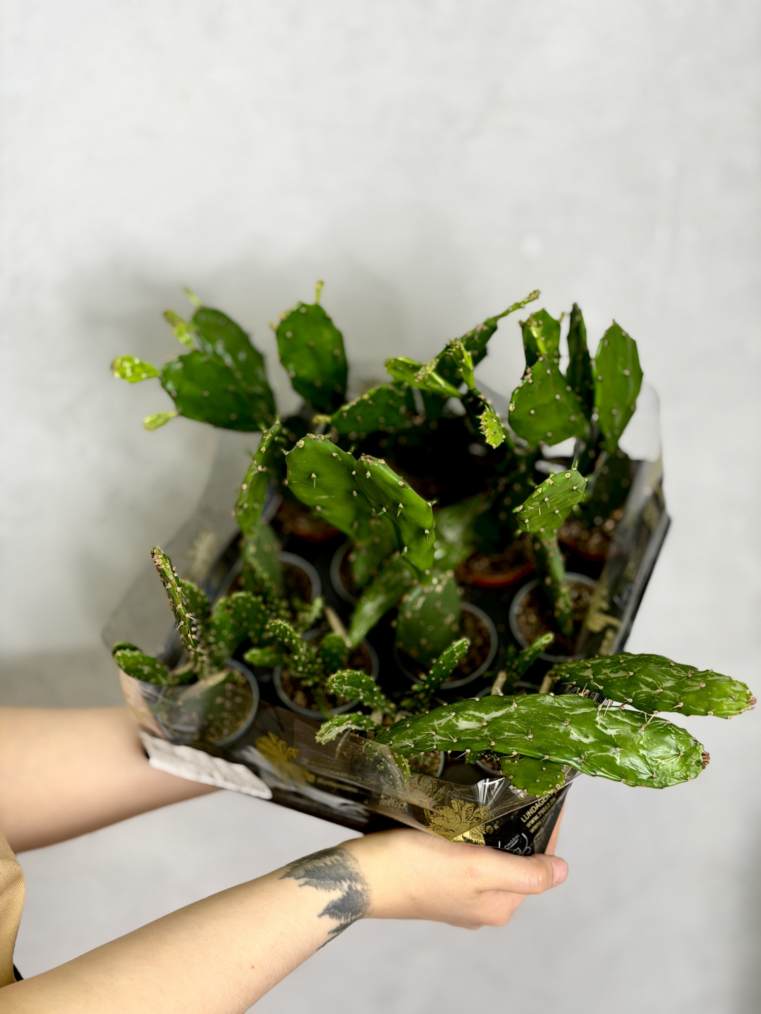 Опунция Ямайская (Opuntia Jamaicensis) D6см