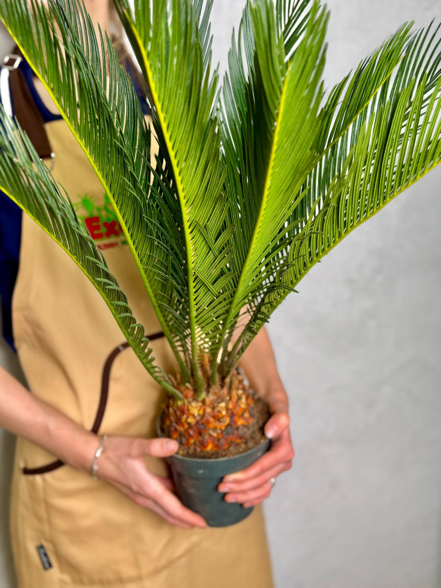 Цикас Революта (Cycas Revoluta) D14см