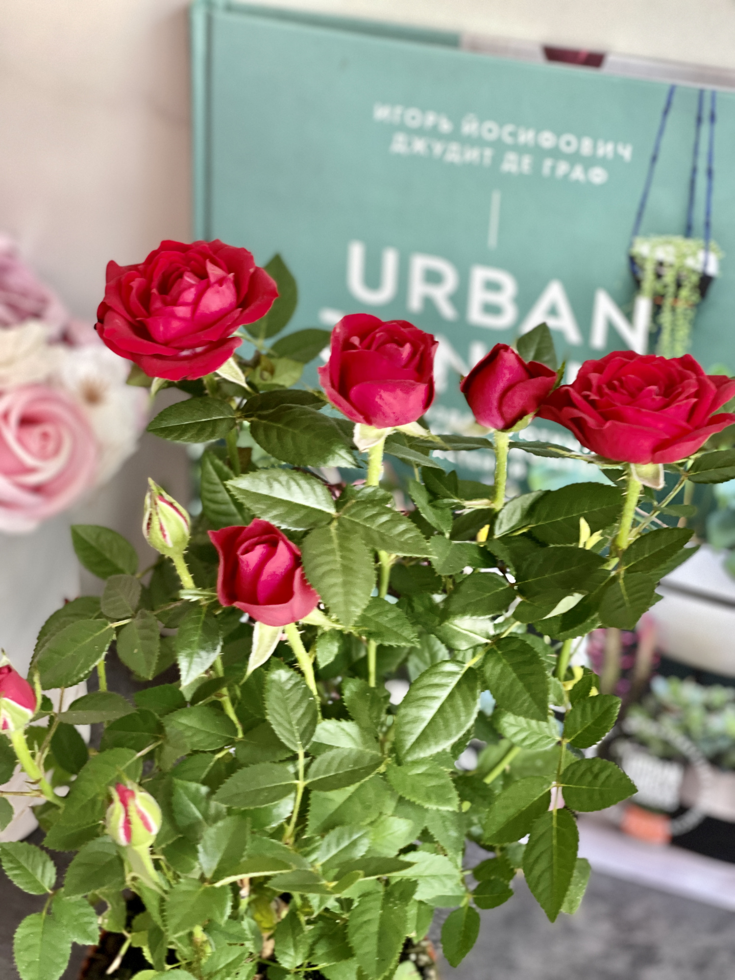 Роза красная комнатная (Rose Red) D9см