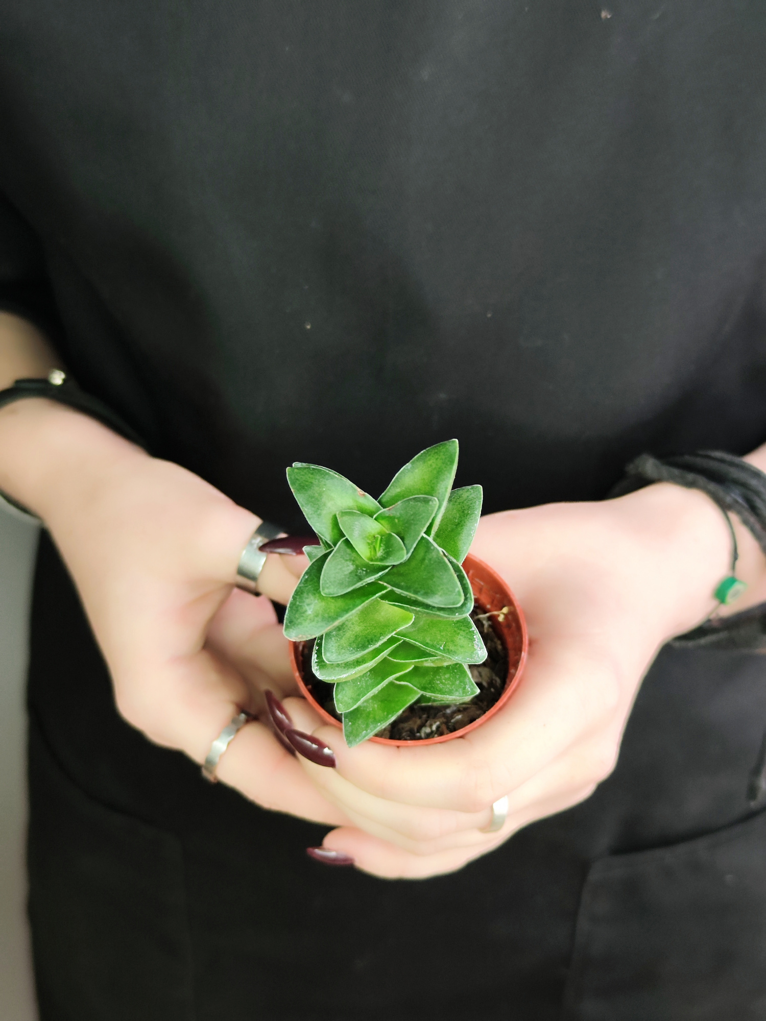 Крассула Спринг Тайм (Crassula Spring Time) D5см