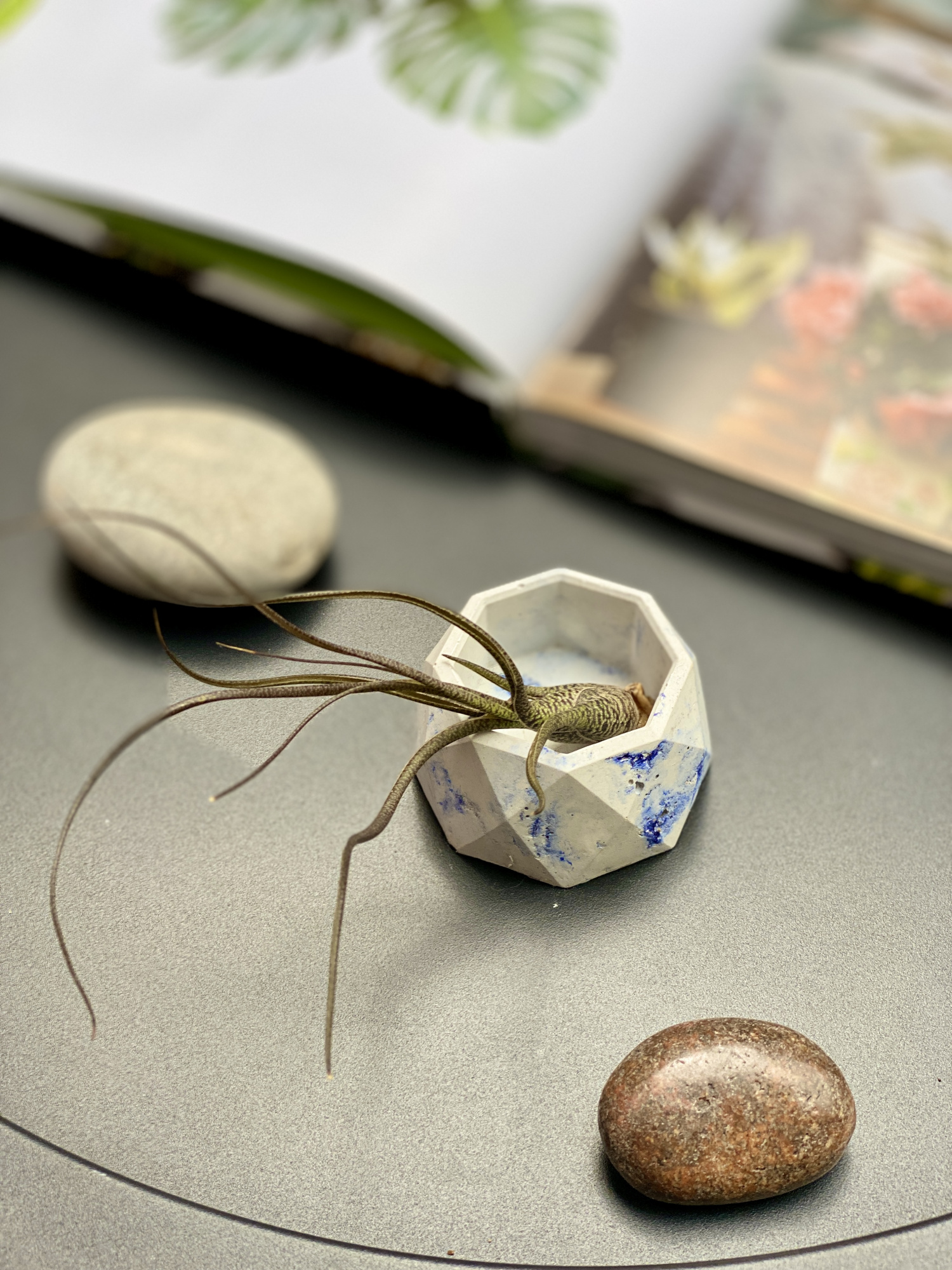 Тилландсия Бутзи (Tillandsia Butzii)