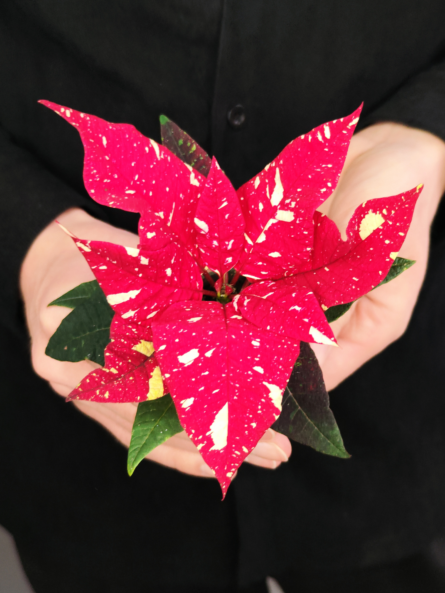 Пуансеттия Ред Вайт (Poinsettia Red White) D6см