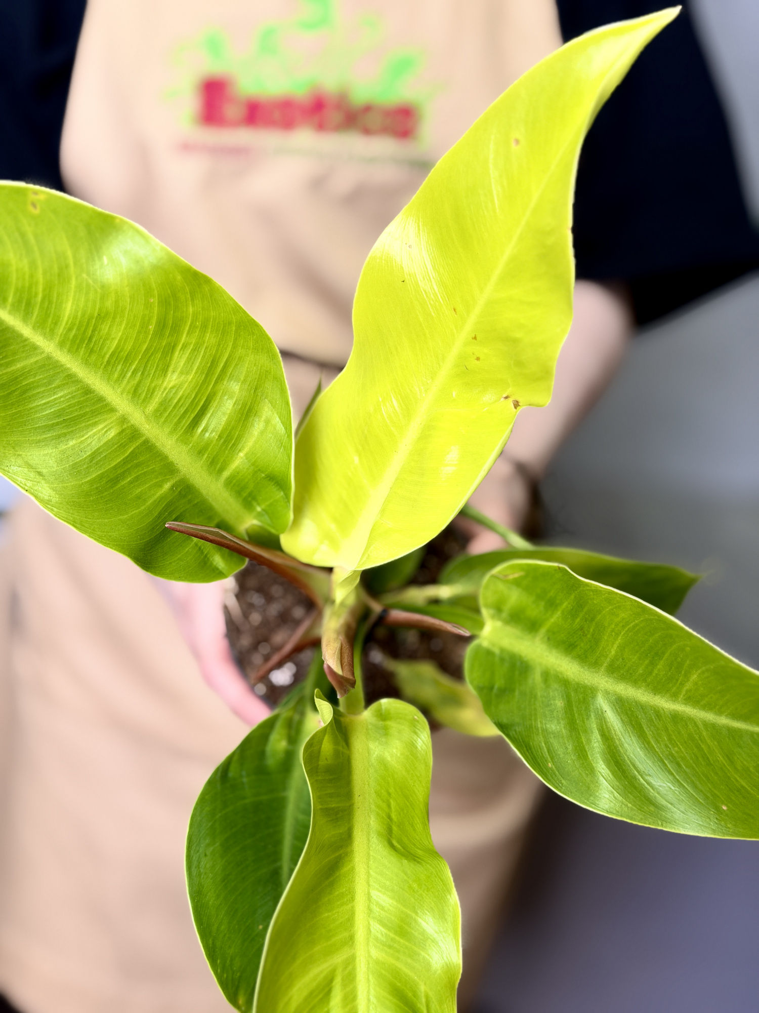 Филодендрон Мунлайт (Philodendron Moonlight) D12см
