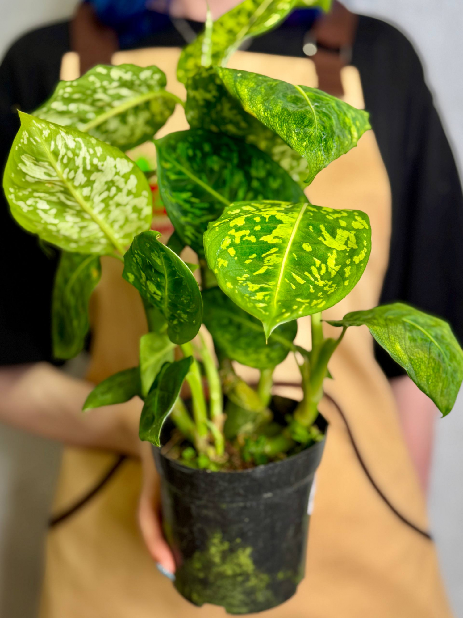 Диффенбахия Рефлектор (Dieffenbachia Reflector) D12см